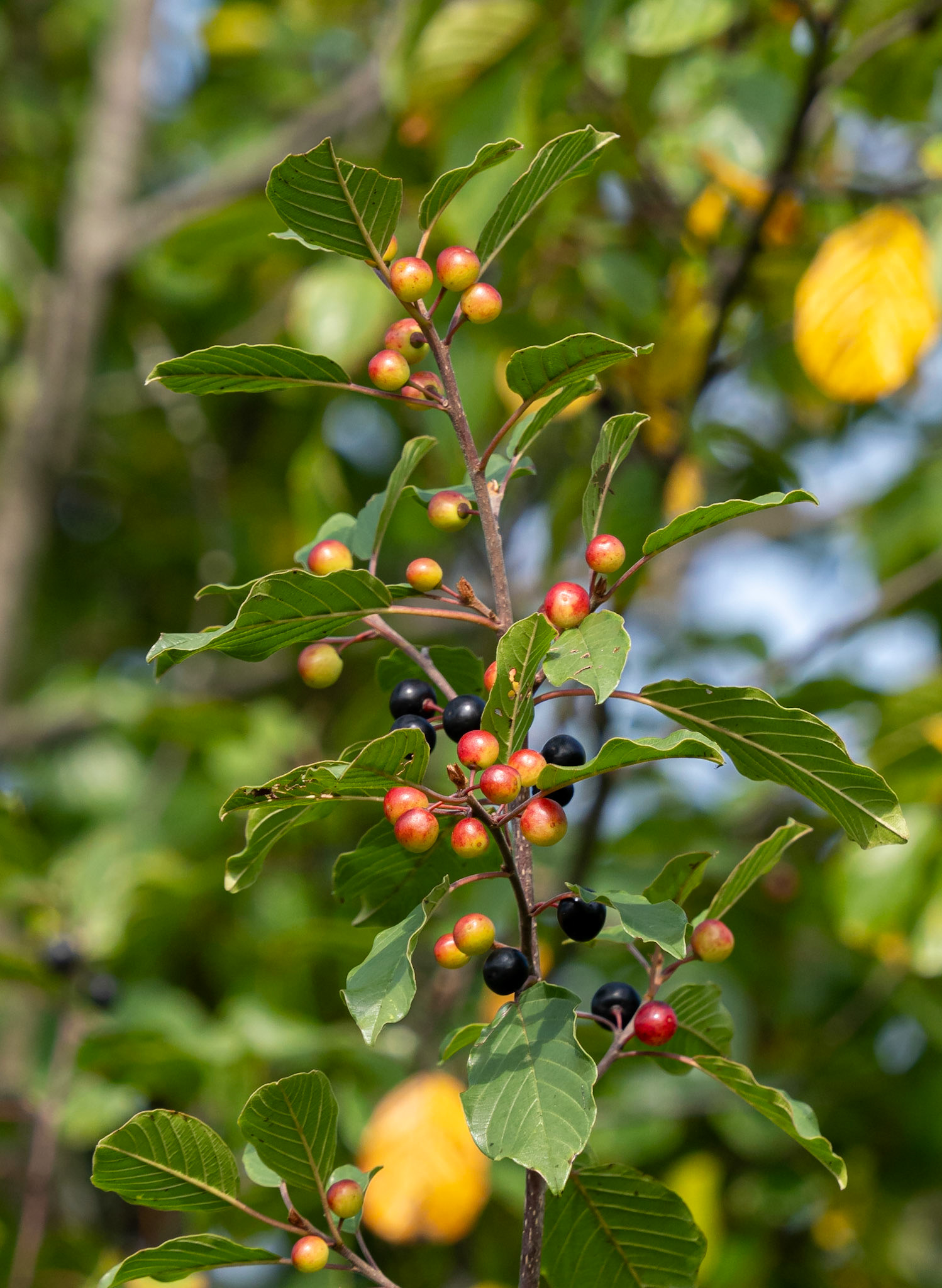 Glossy buckthorn