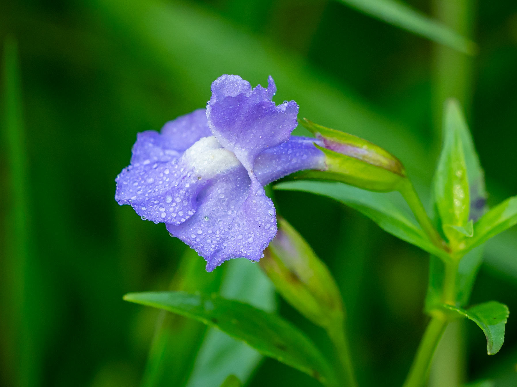 Monkeyflower