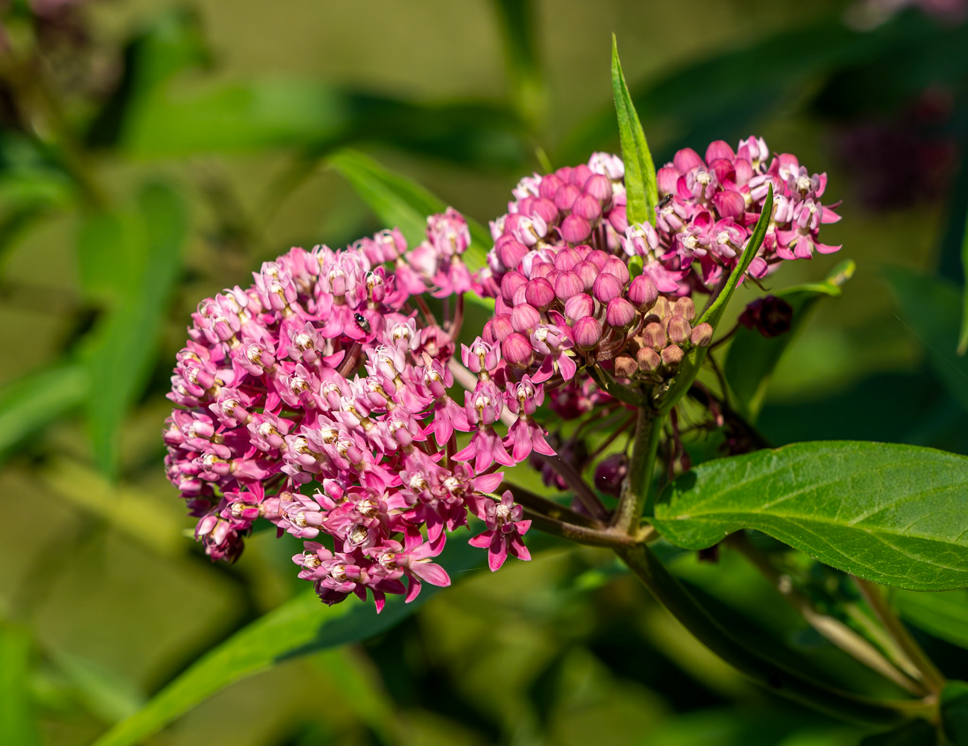swamp milkweed