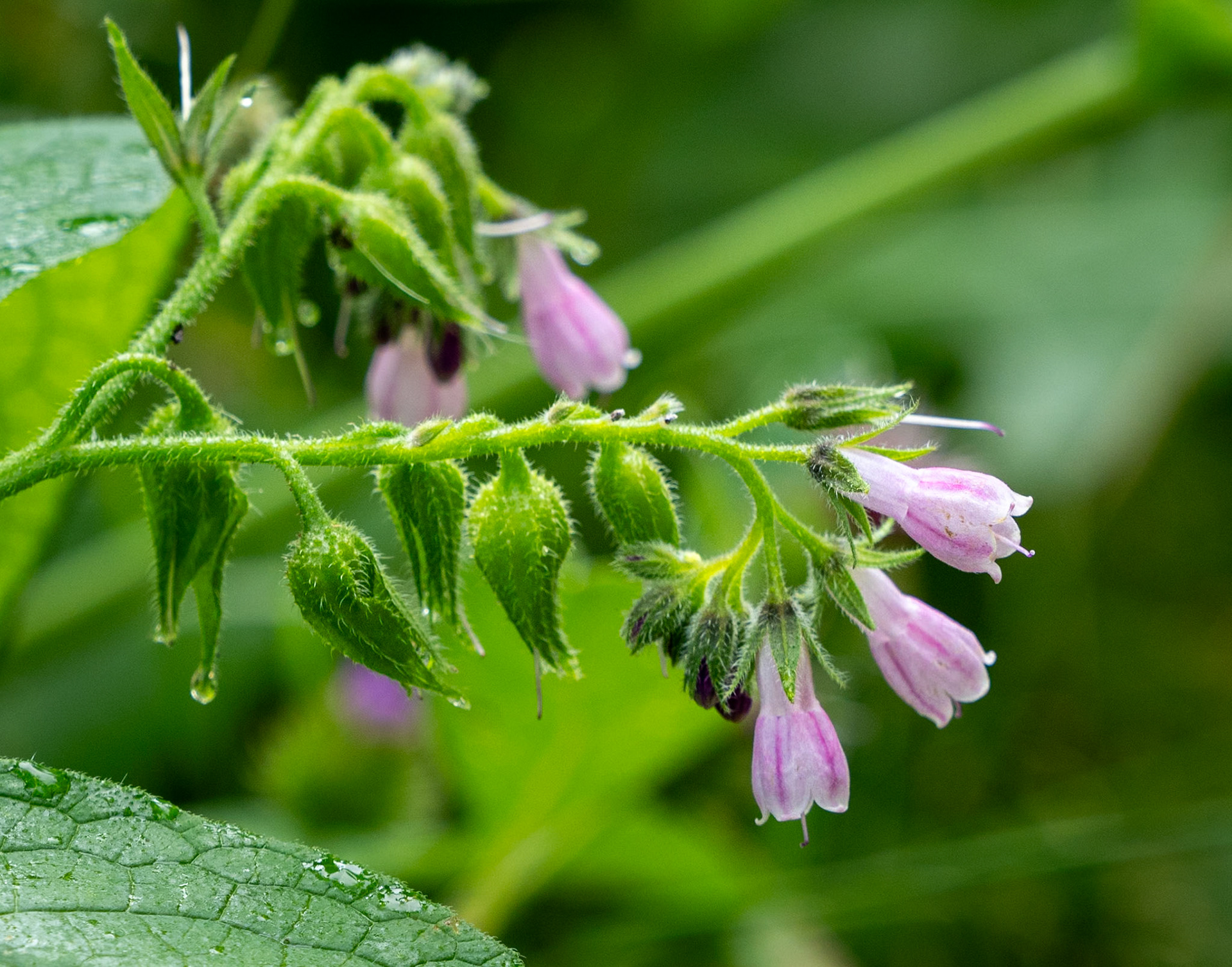 comfrey