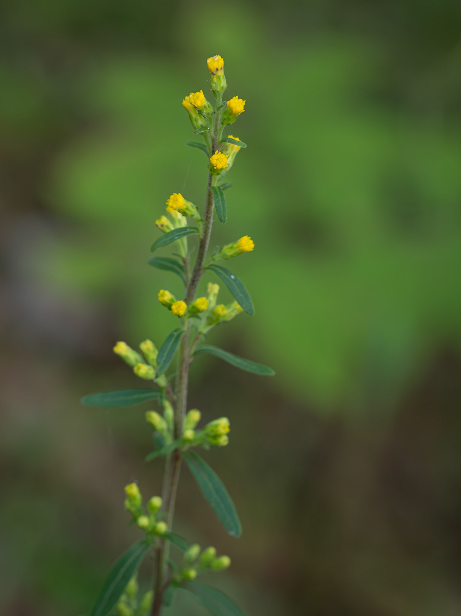 hairy golden rod