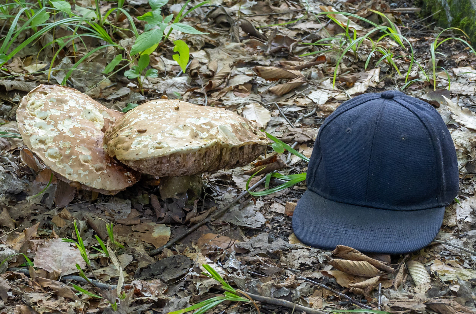 Large mushrooms (Hat for scale)