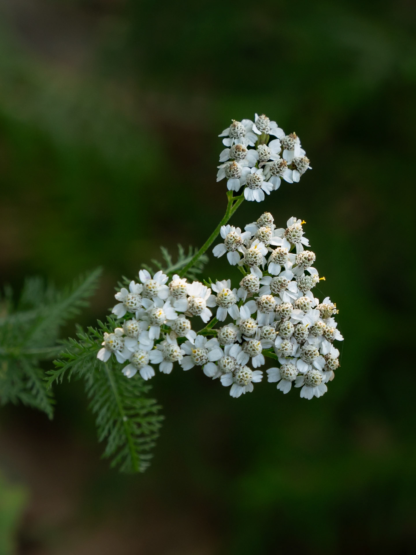 yarrow