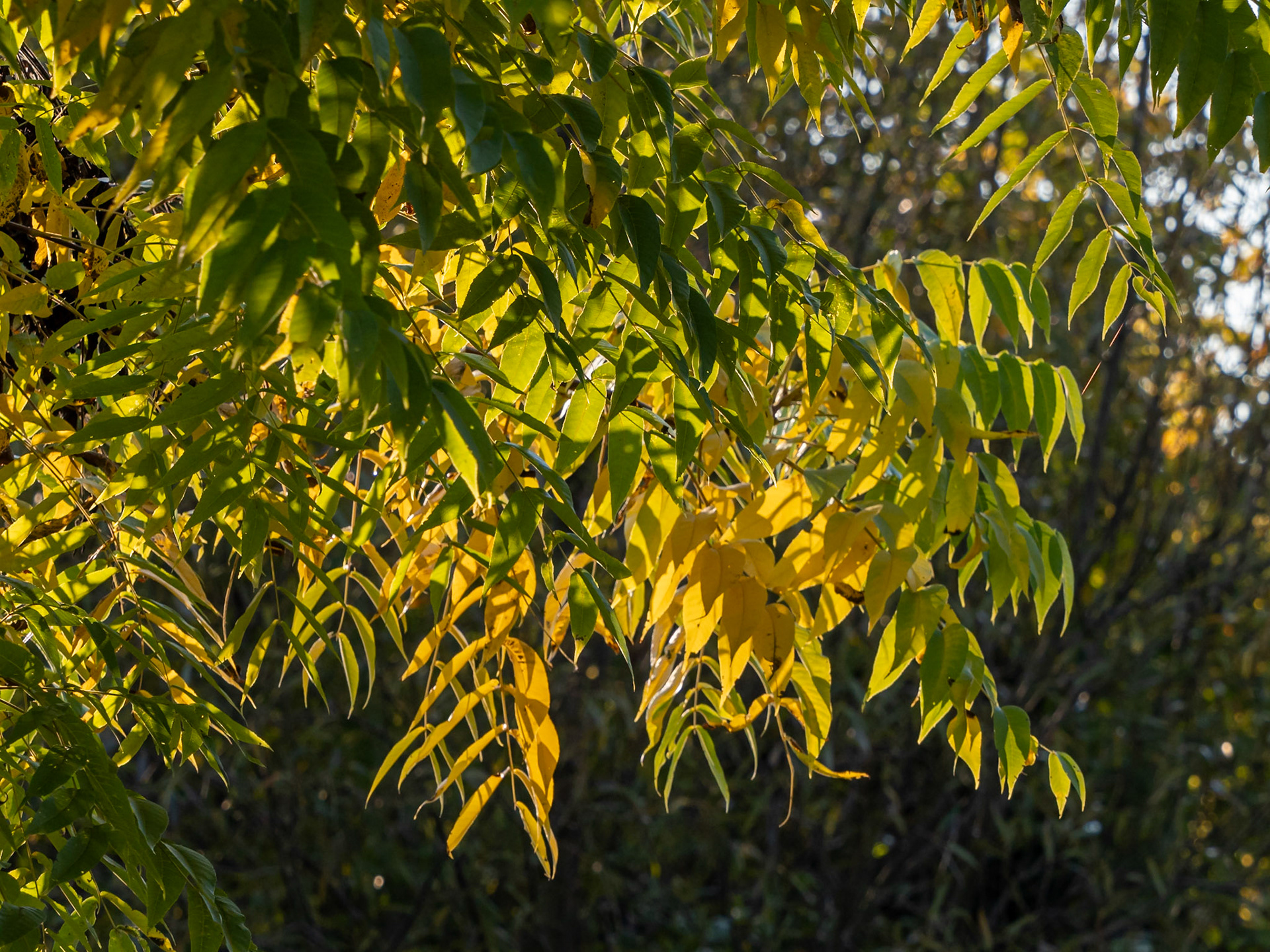 walnut tree