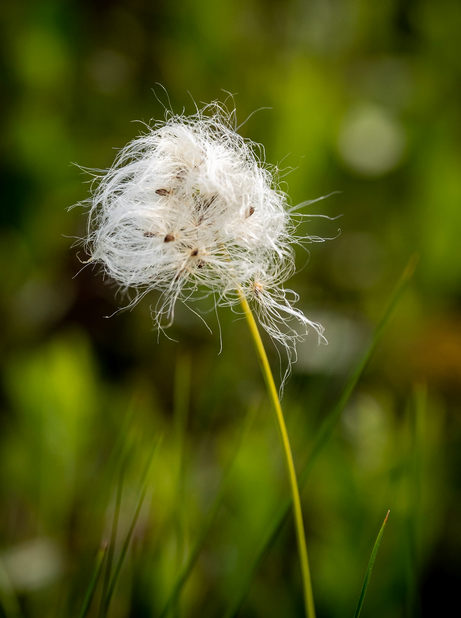 Tussuck cotton-grass