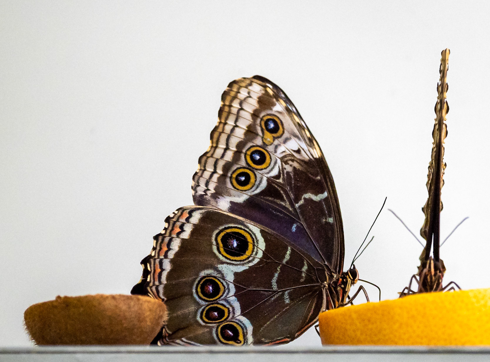 Blue Morpho