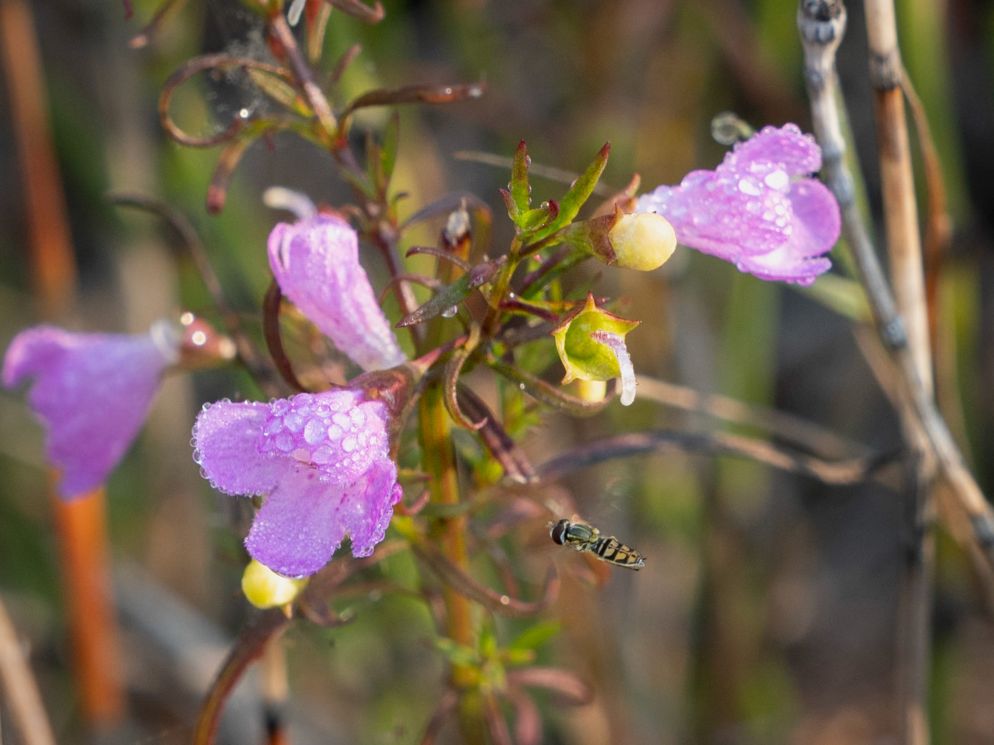 false foxglove