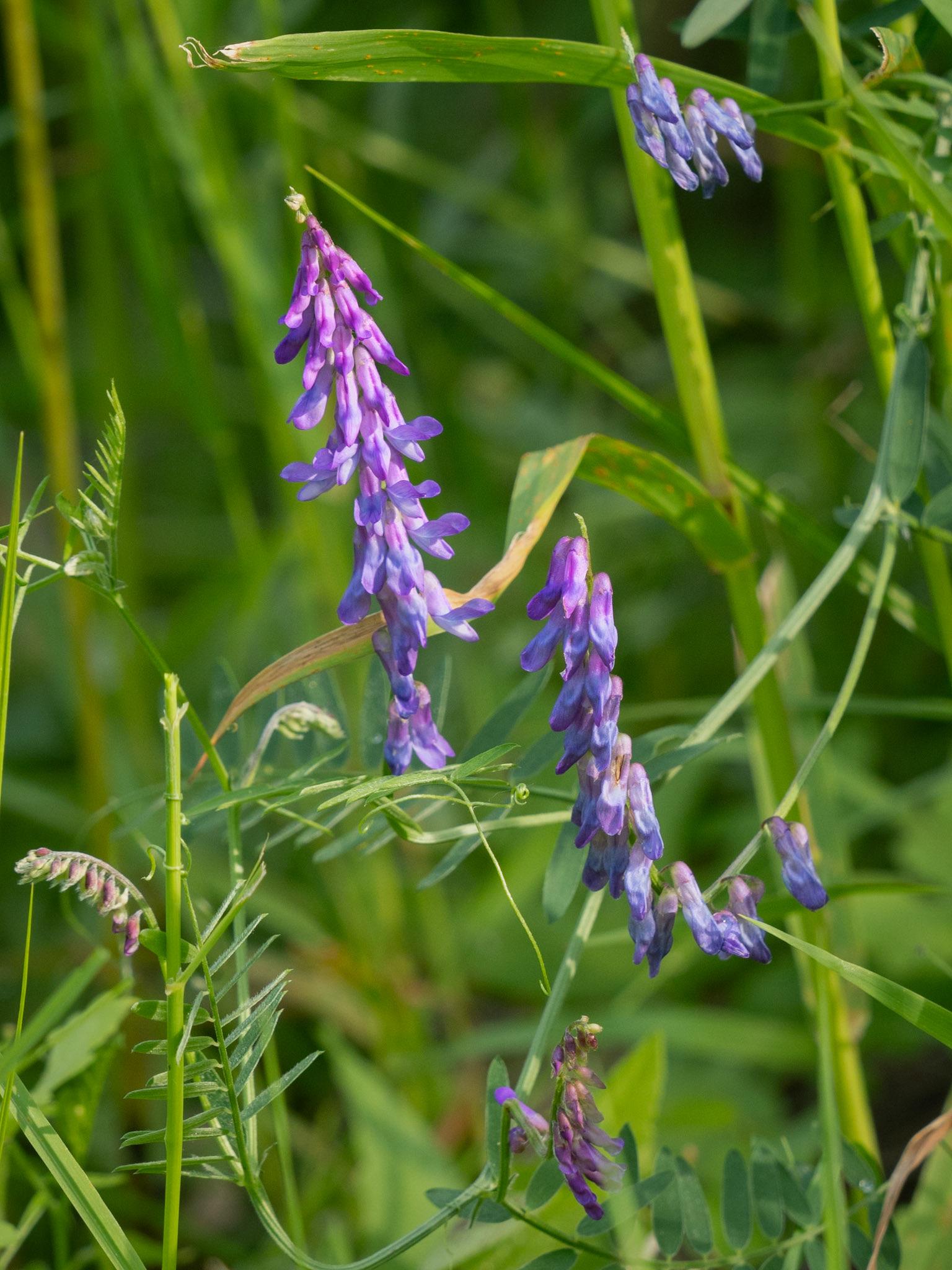tufted vetch