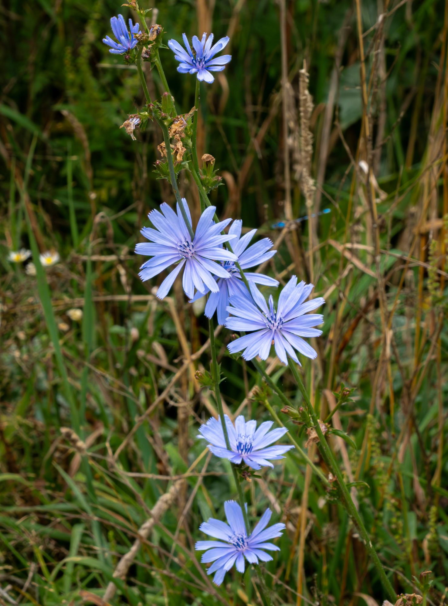 chicory