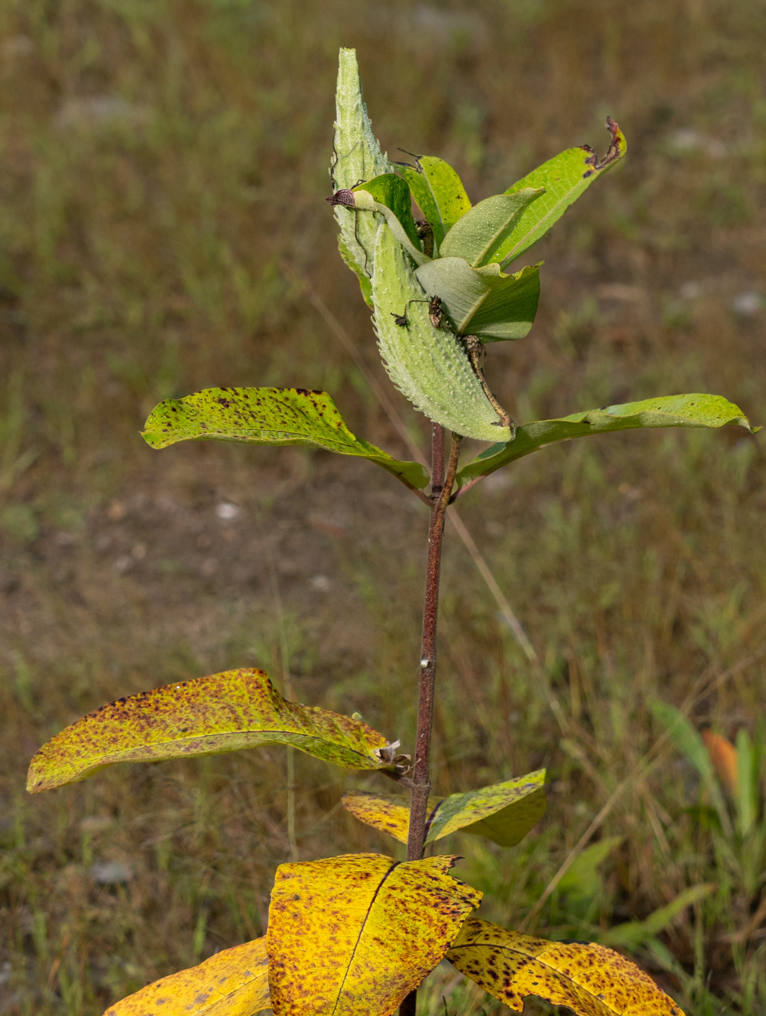 Milkweed