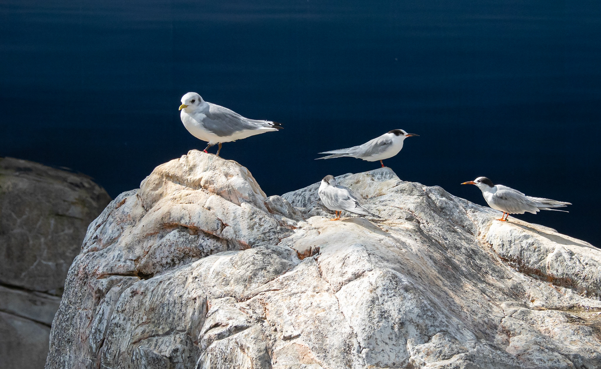 Kittiwake, terns
