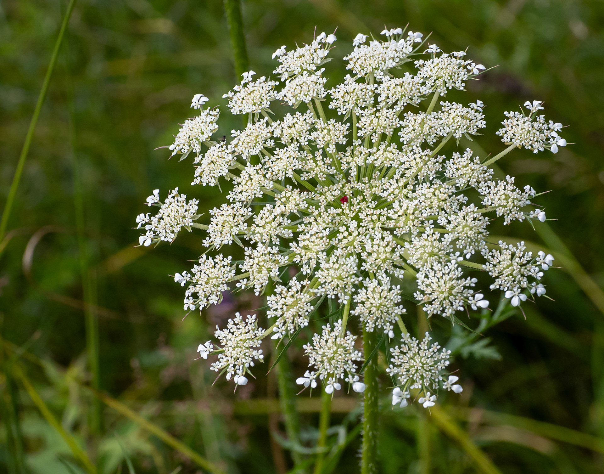 Queen Anne's Lace