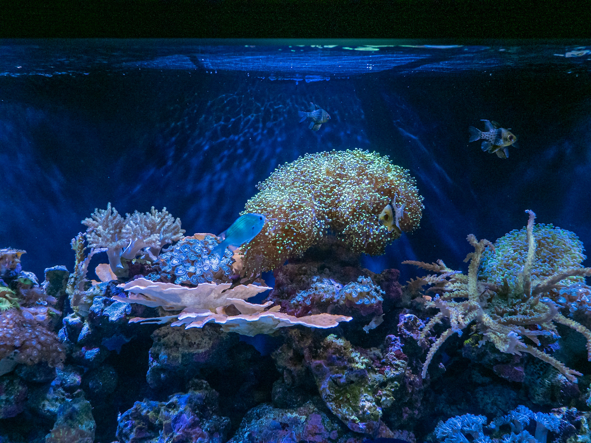 various