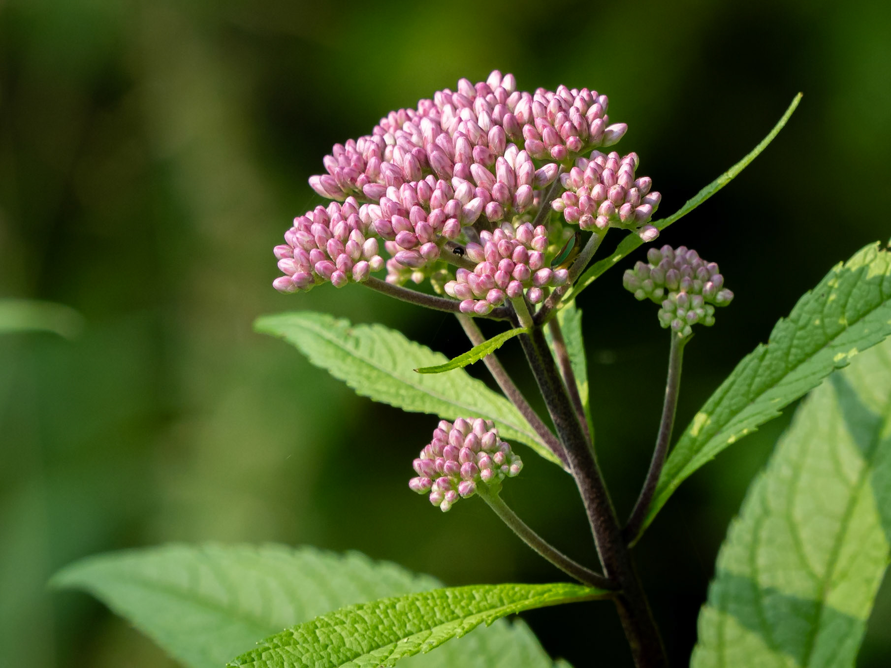 swamp milkweed