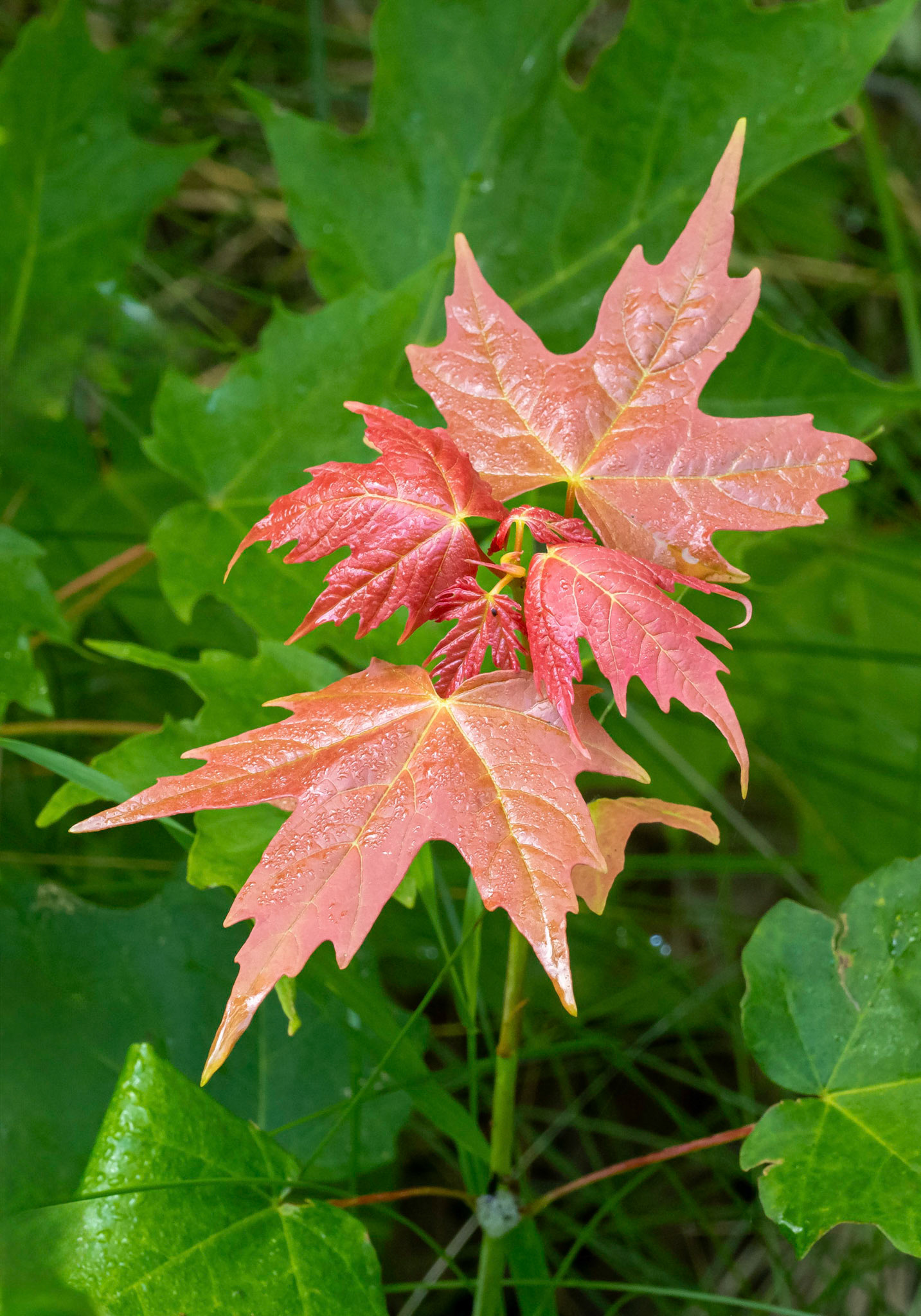 Maple leaves