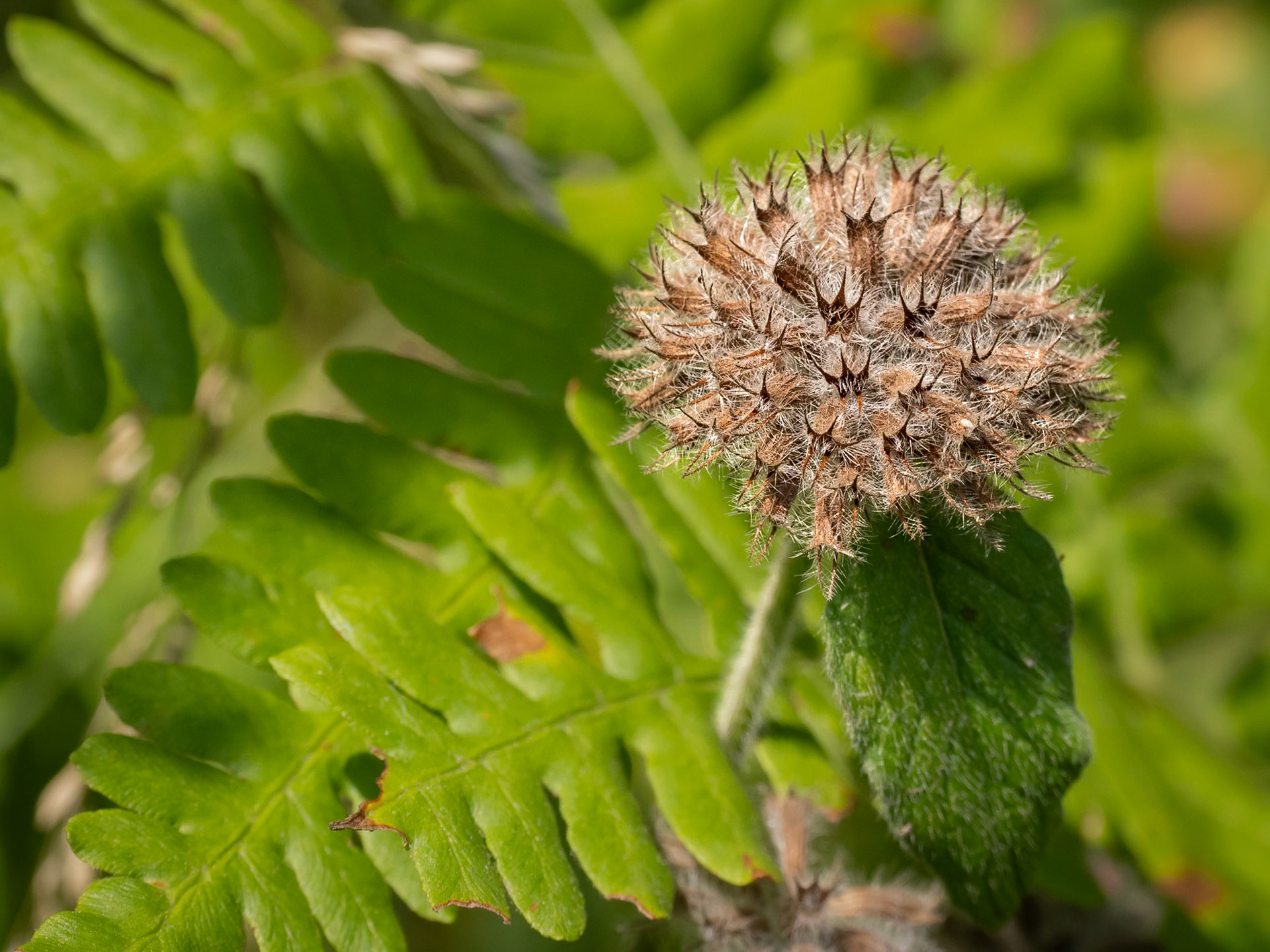 wild basil seed pod