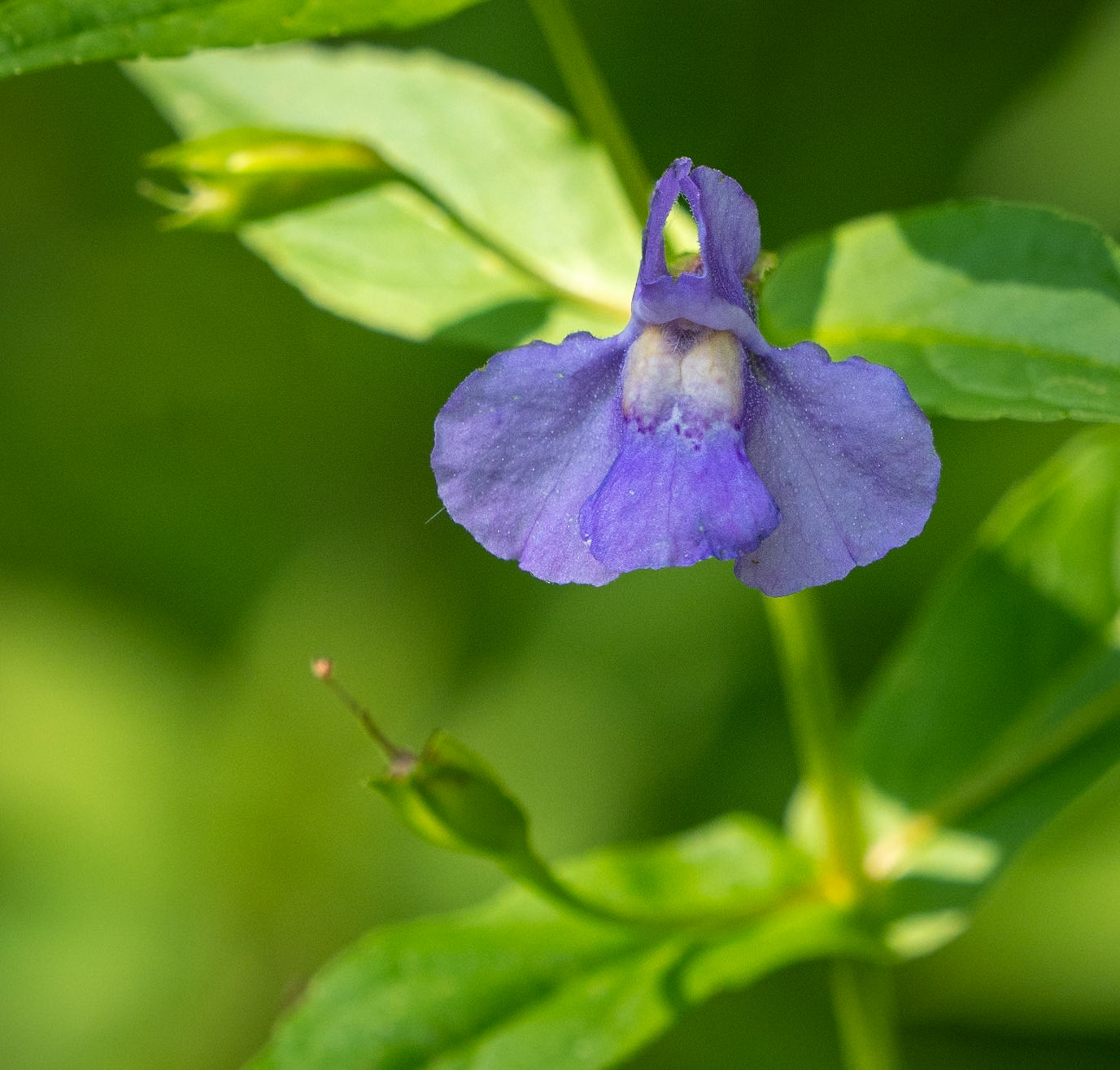 monkeyflower