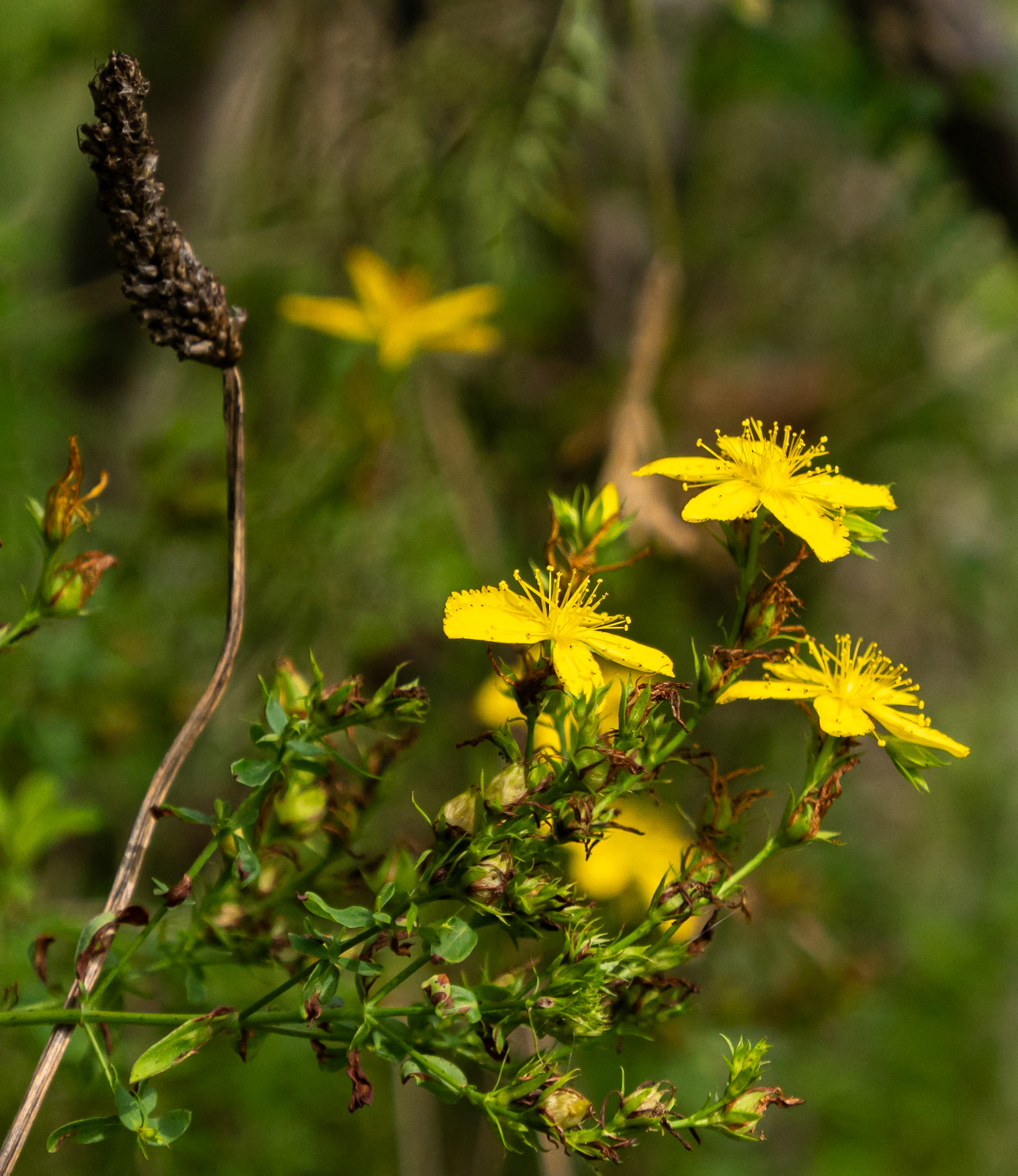 St John's wort