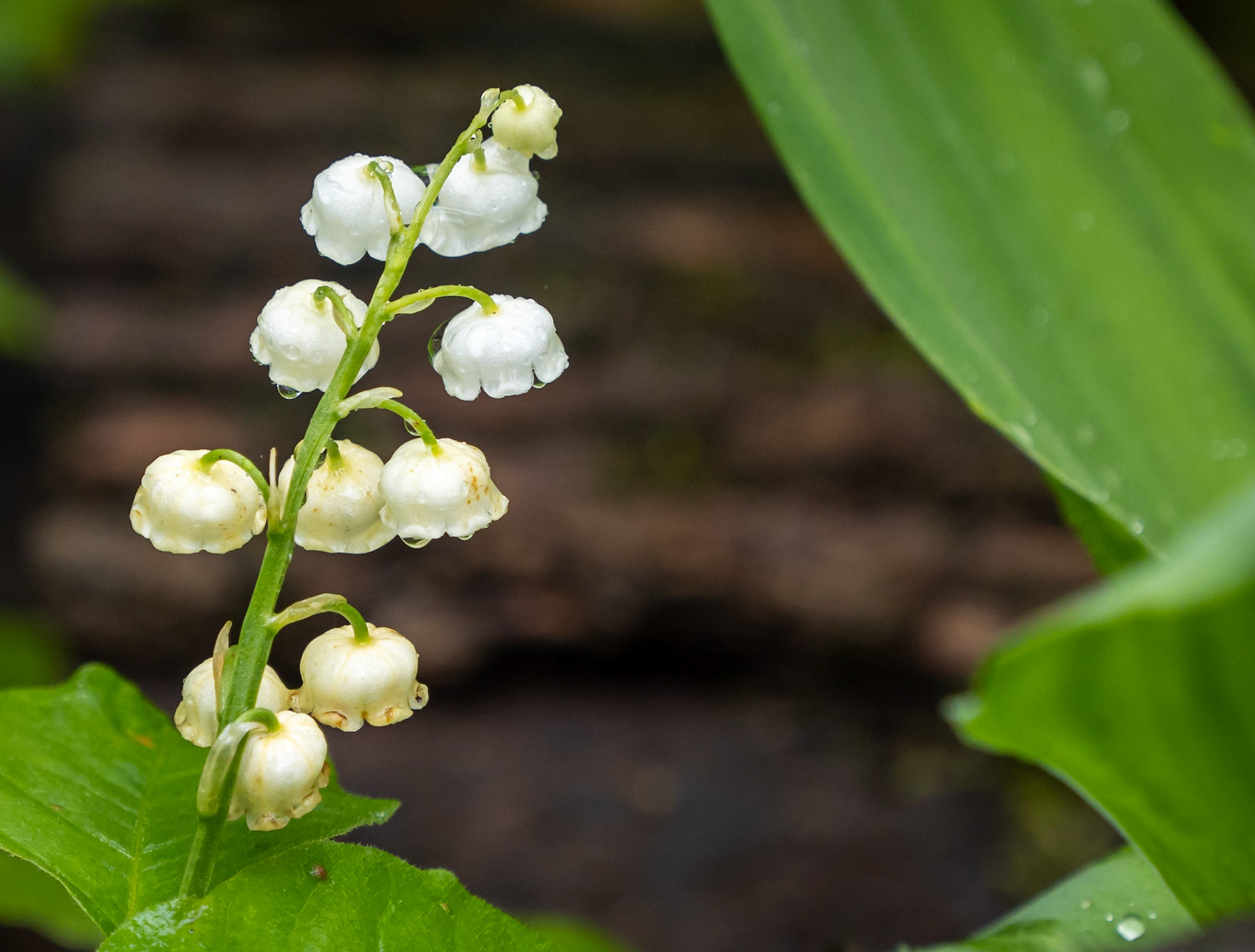 Lily of the valley