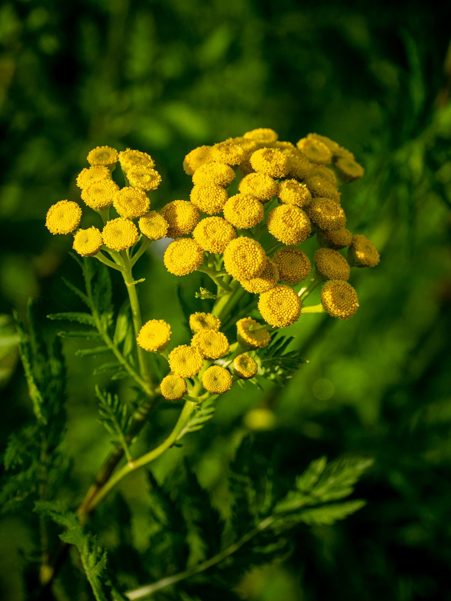 tansy