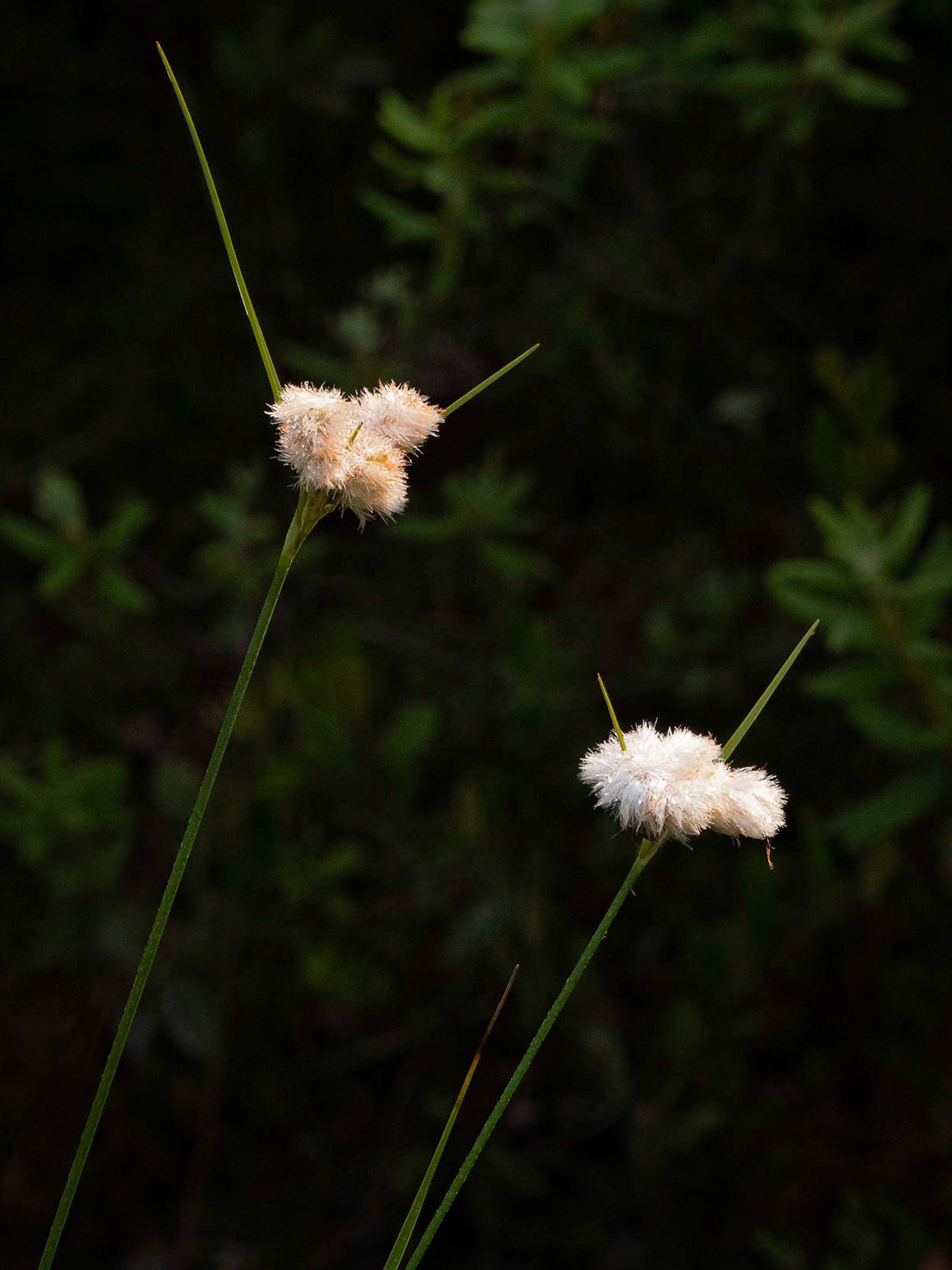 Cotton grass
