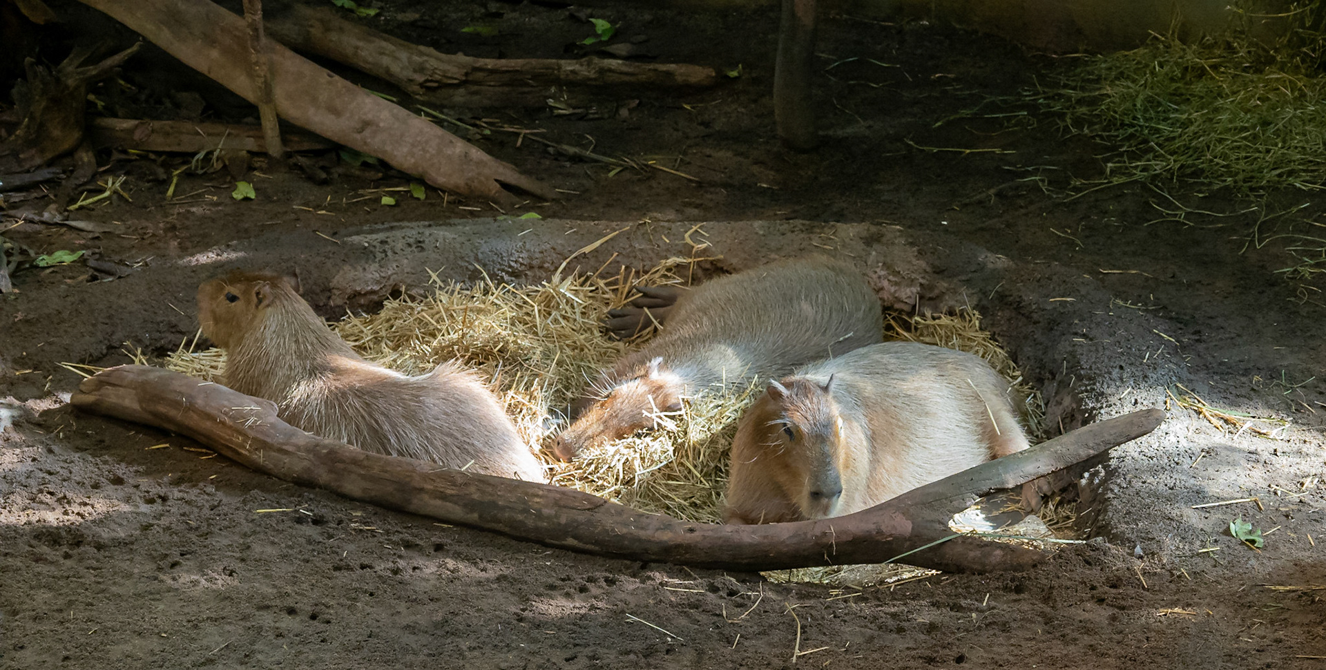 Capybara
