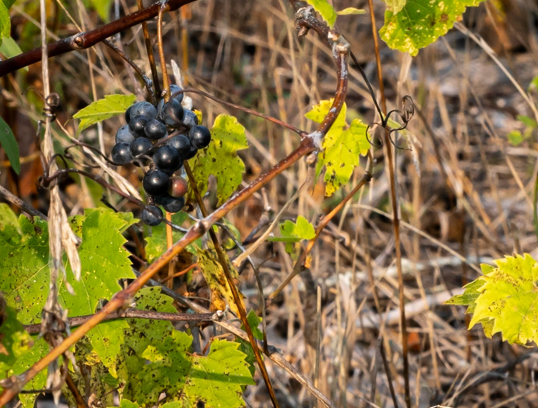 wild grape
