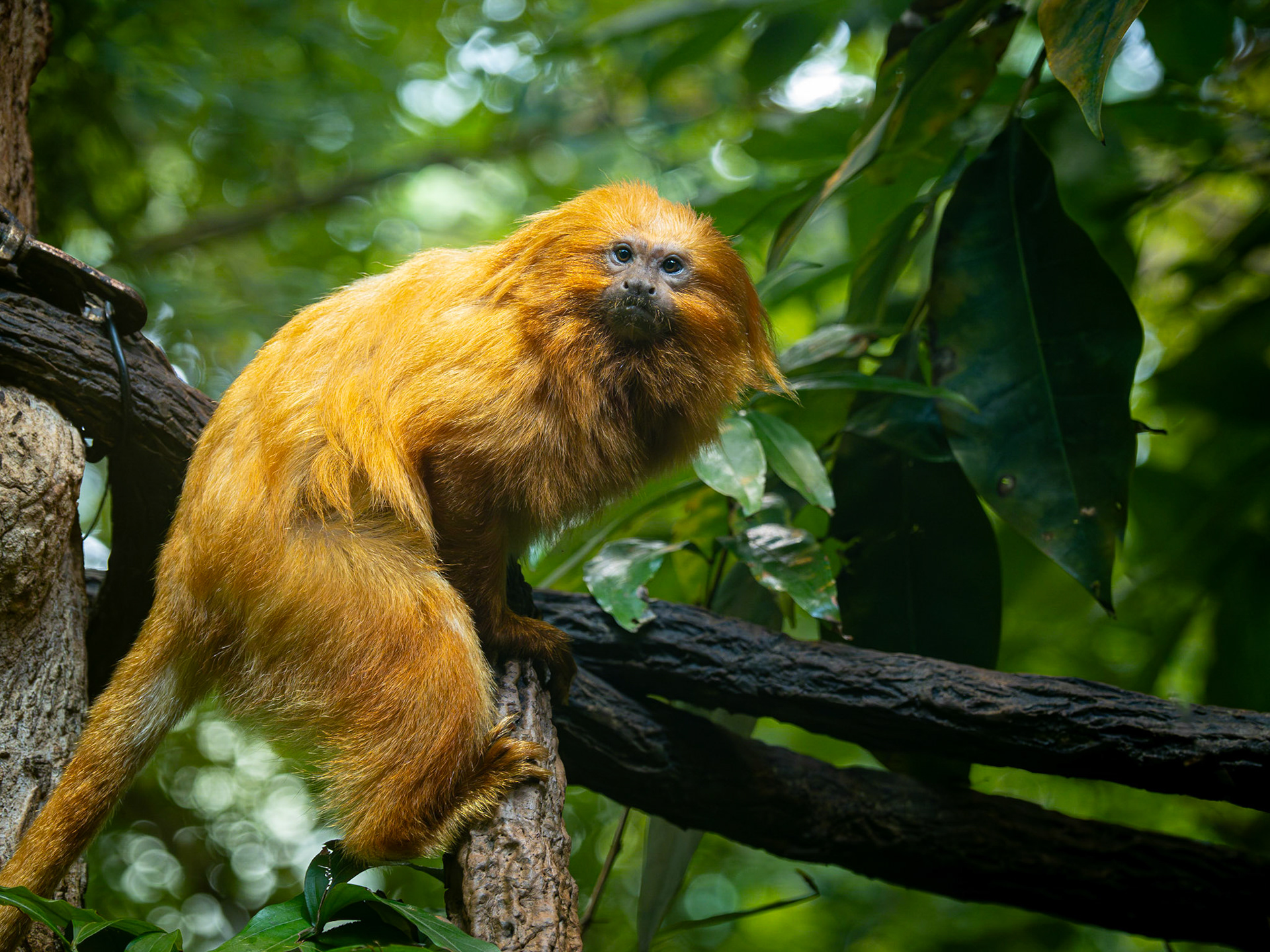 Golden Lion Tamarin monkey