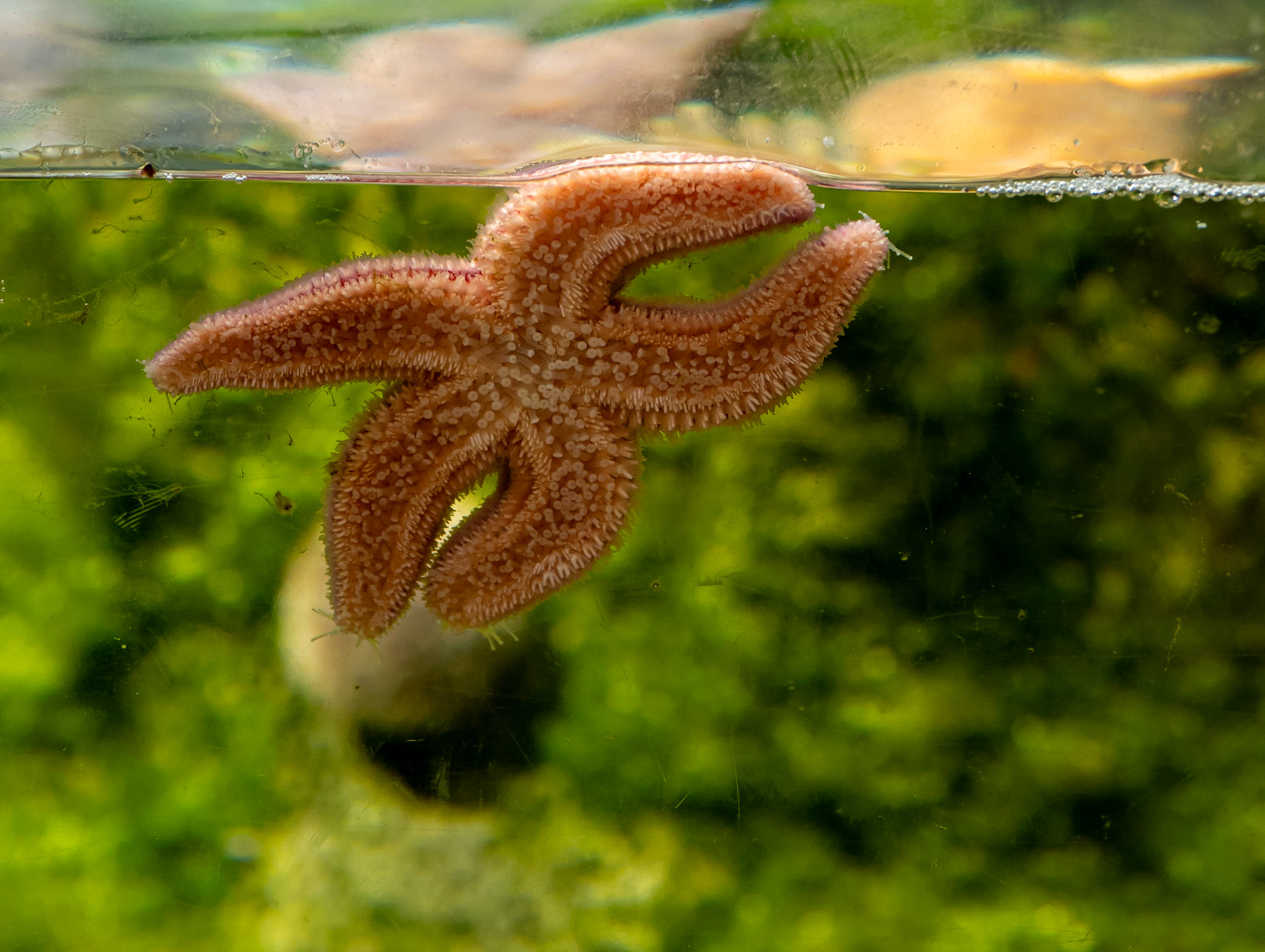 Starfish