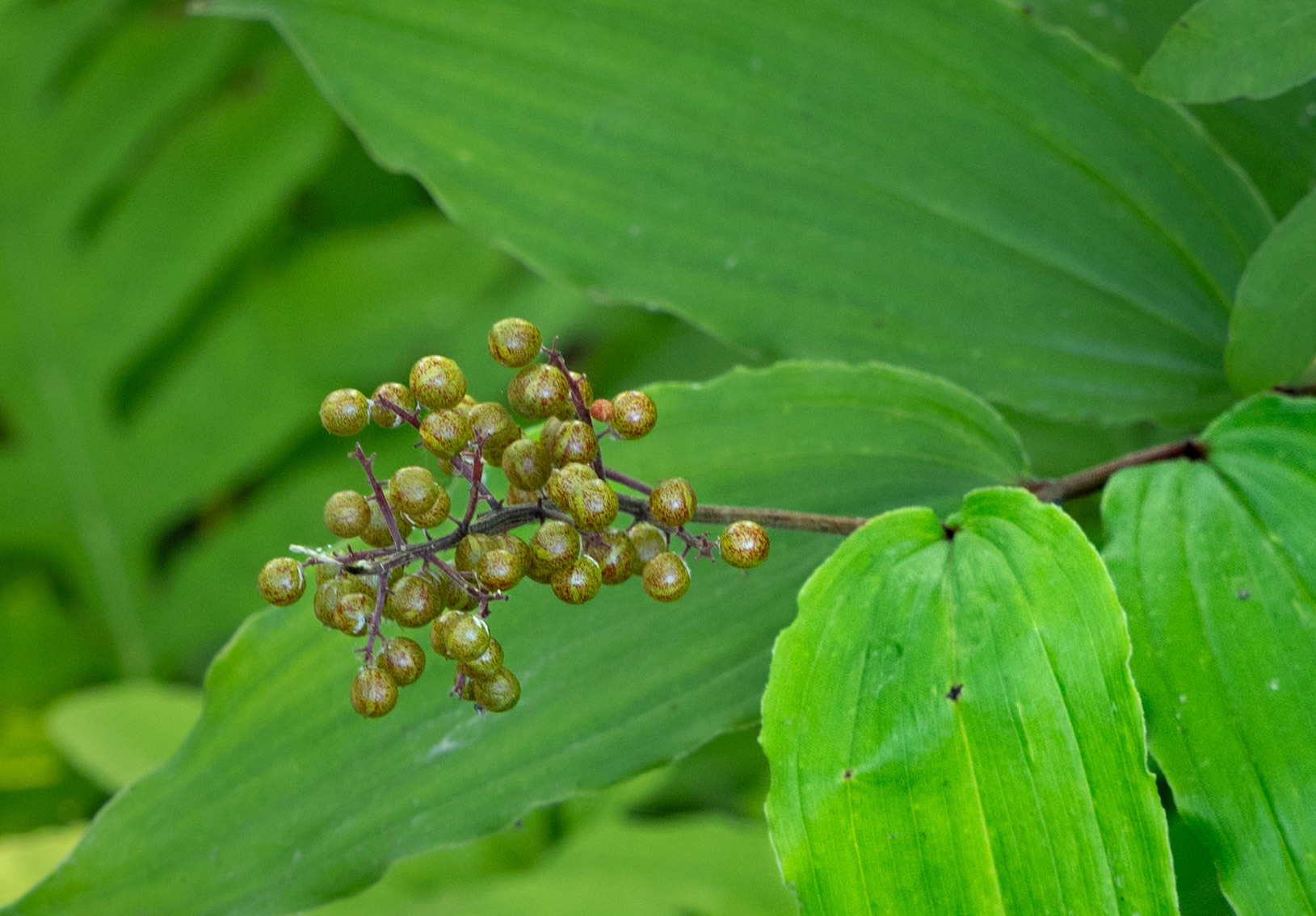 false solomon seal