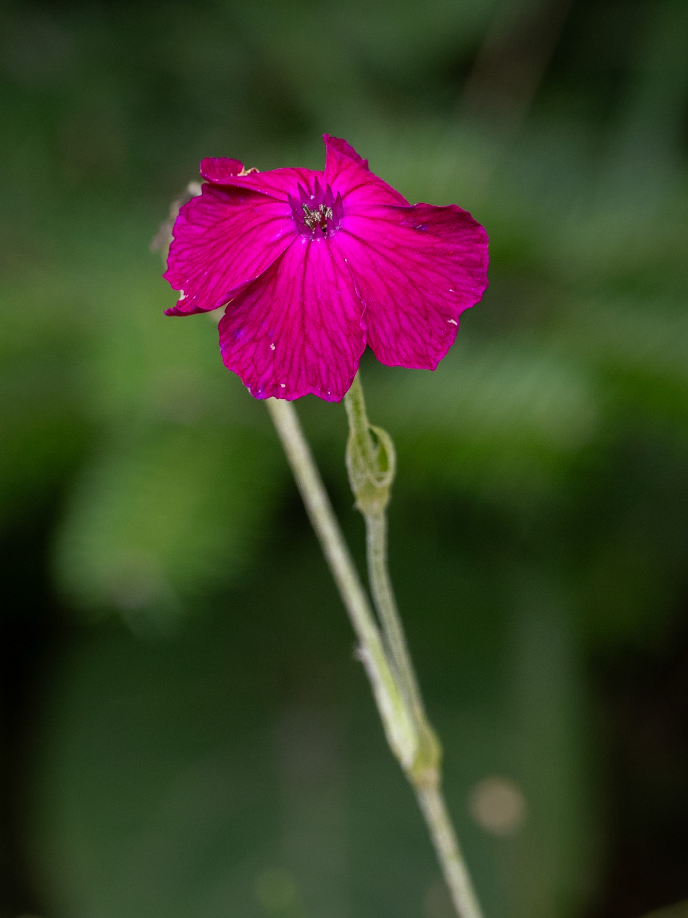 rose campion