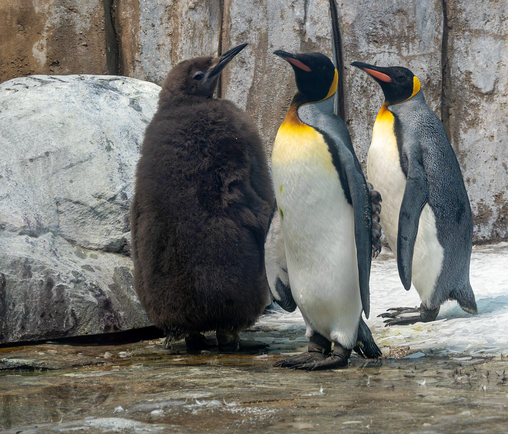 King penguins