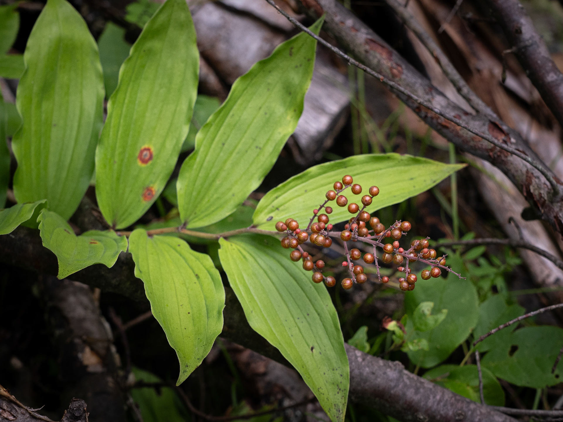 False Solomon Seal
