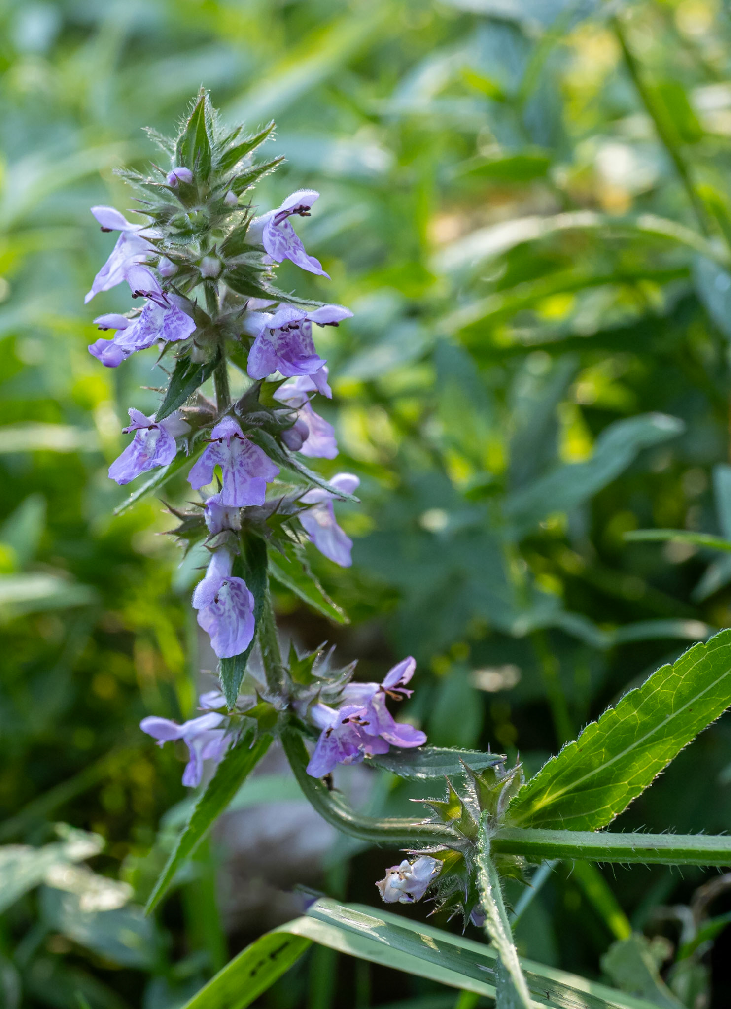 Marsh woundwort