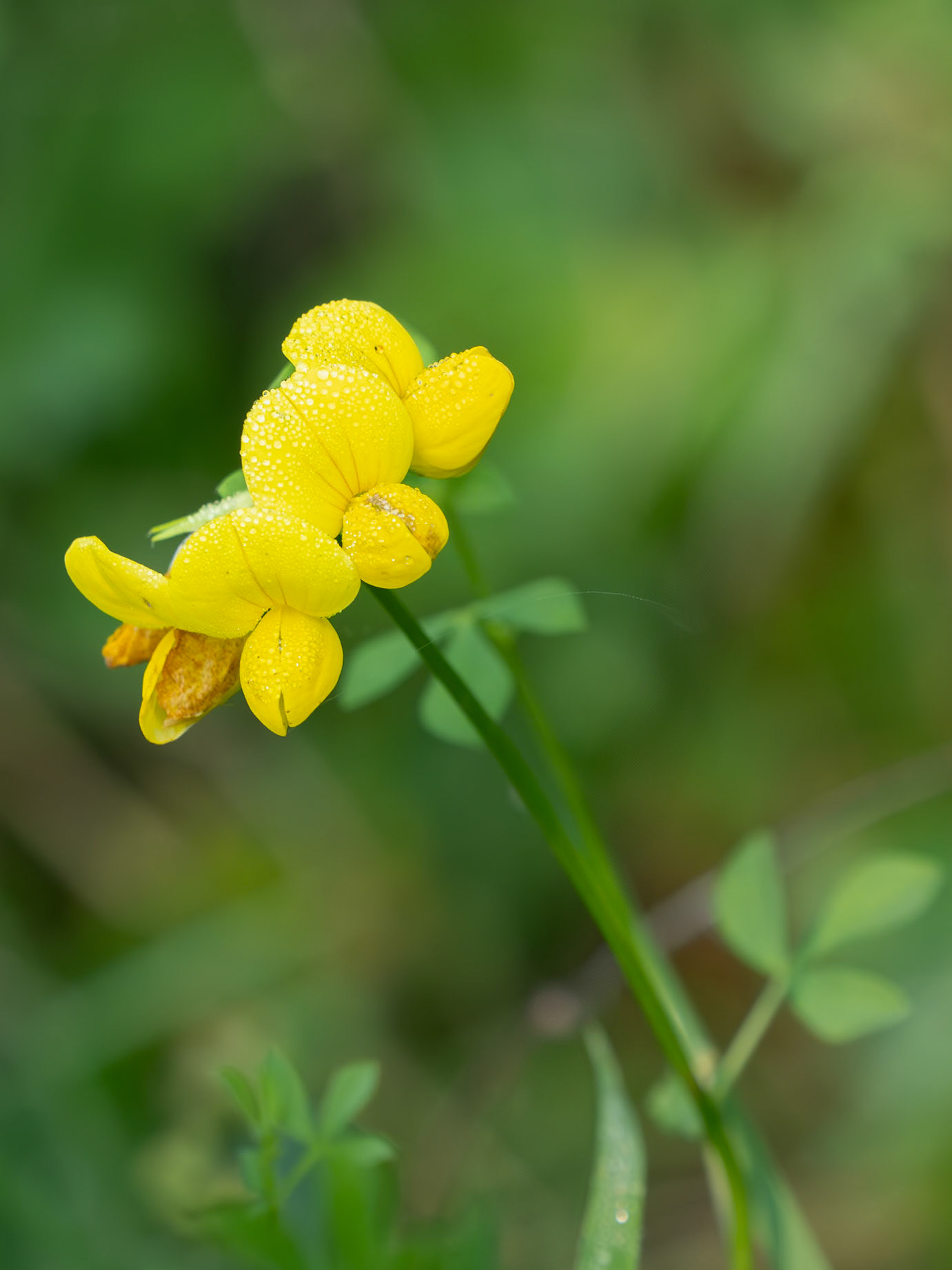 bird's foot trefoil