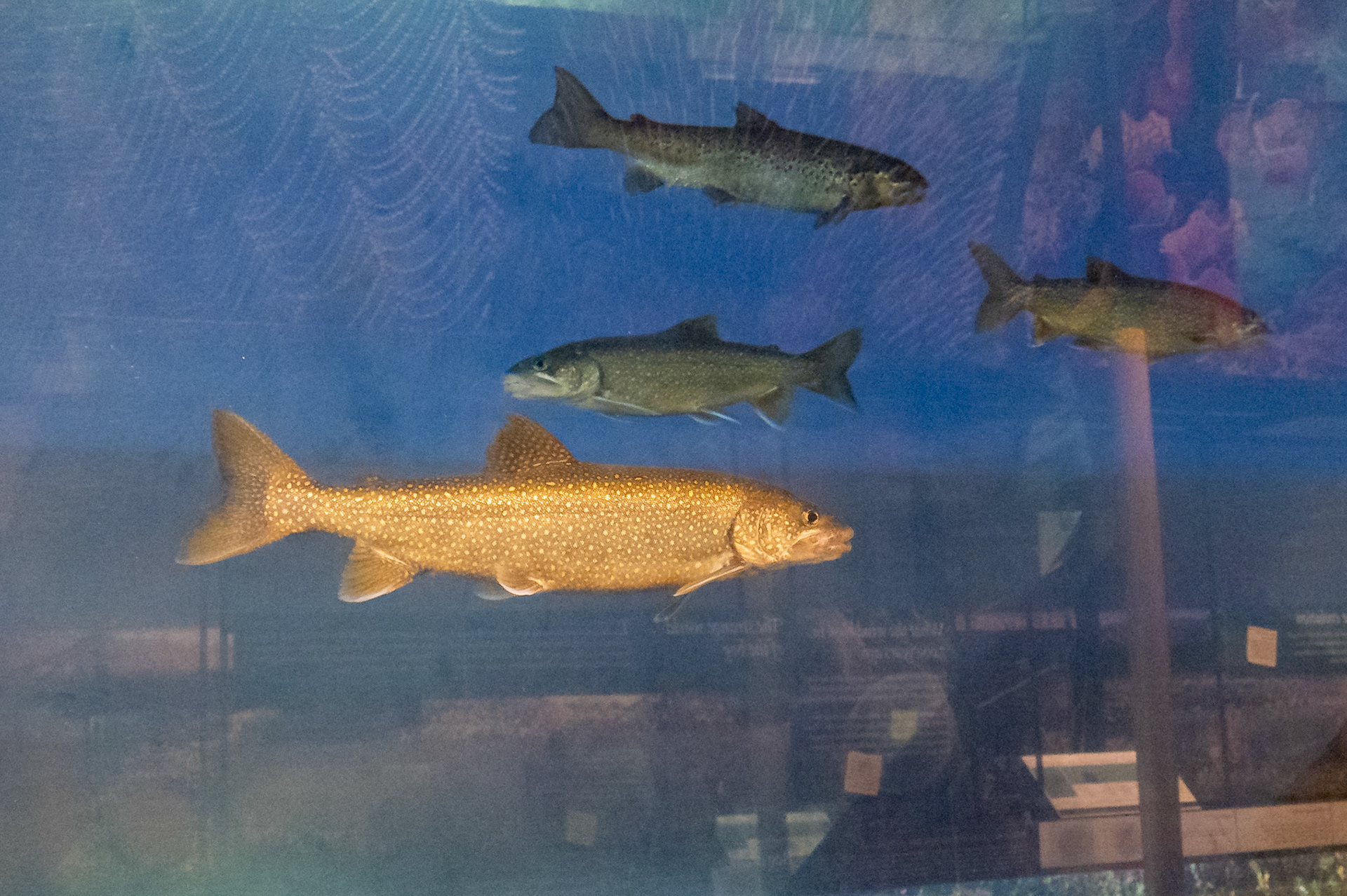 Lake Trout