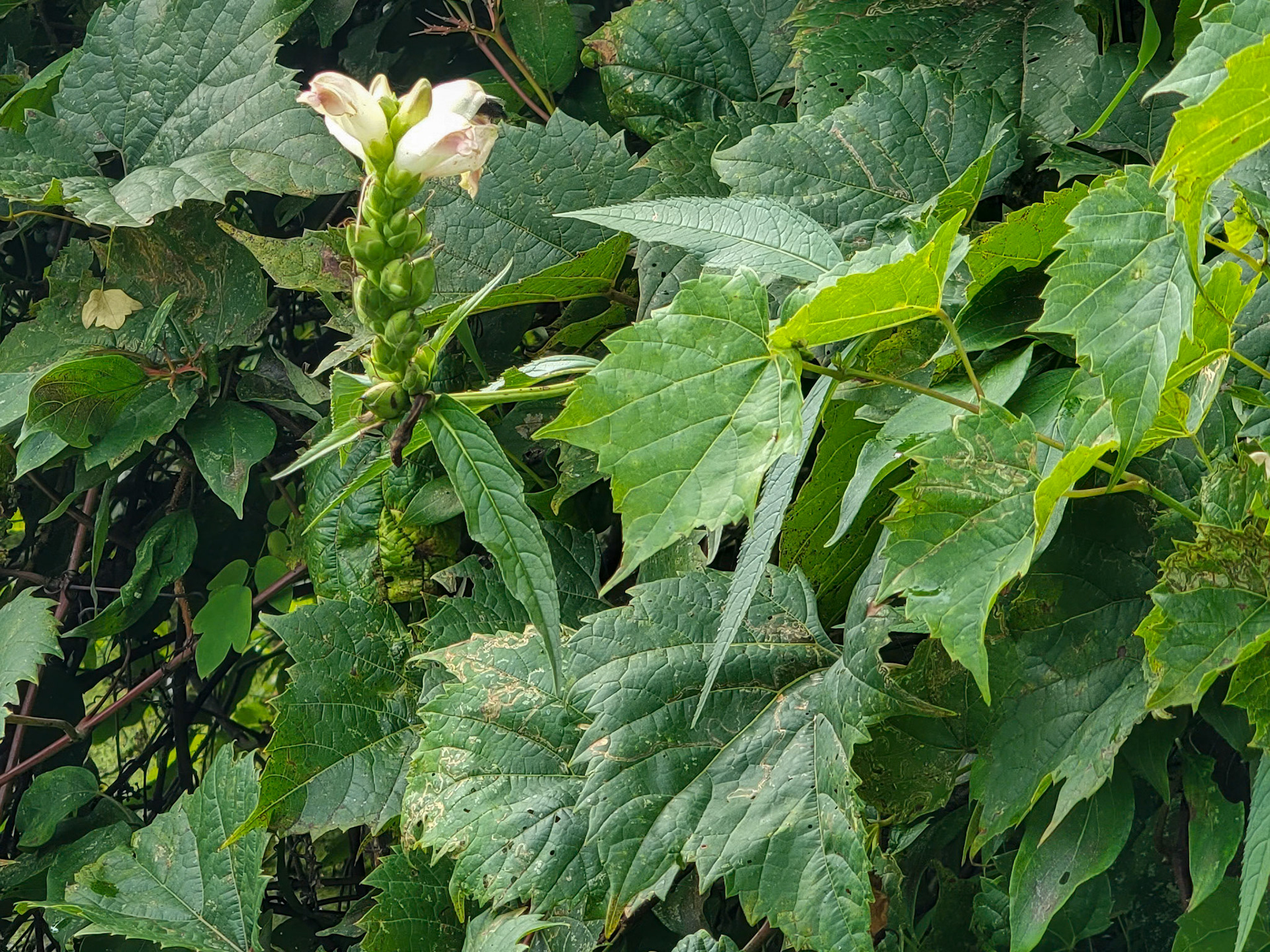Turtlehead