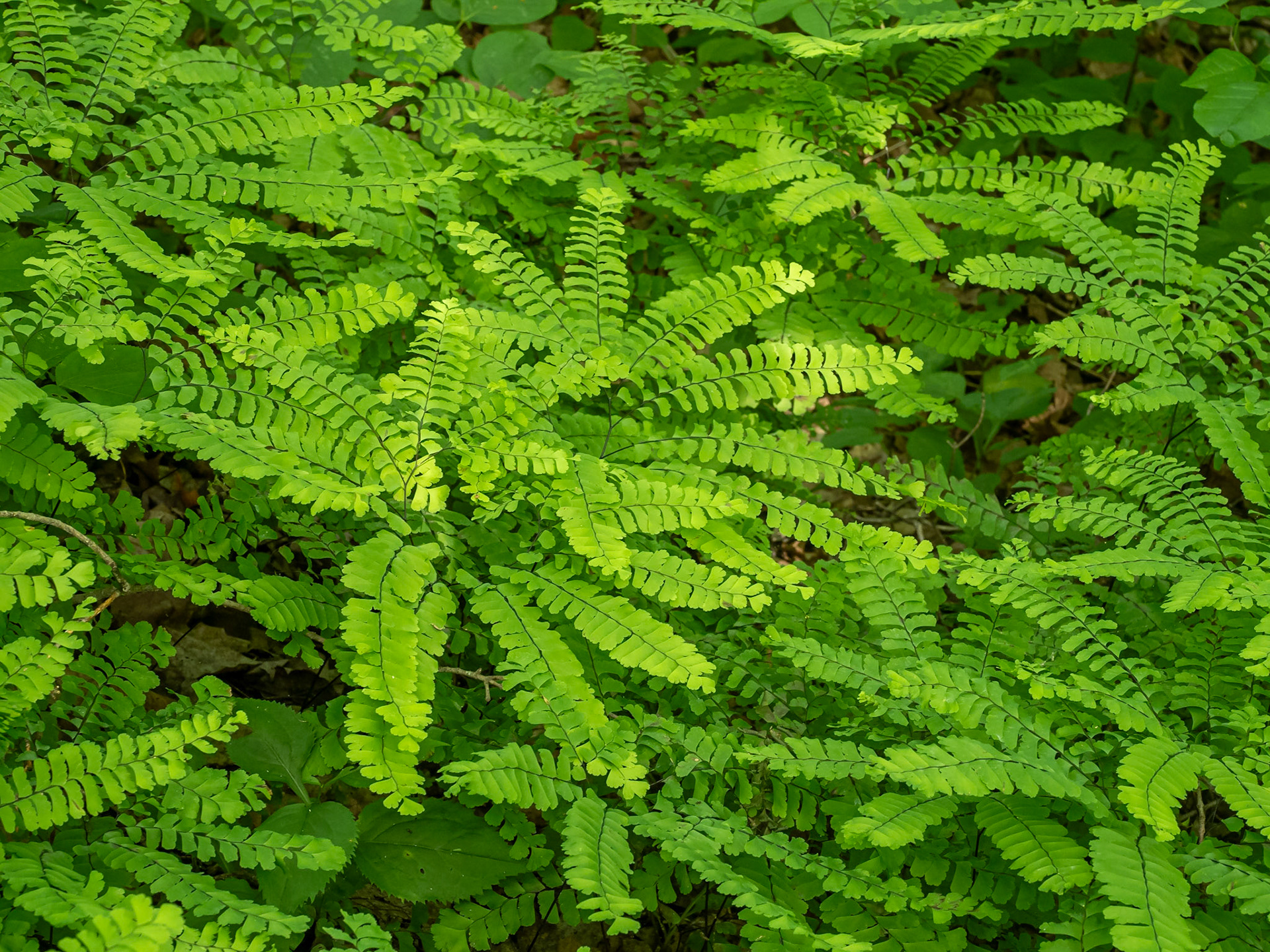 Maiden Hair fern