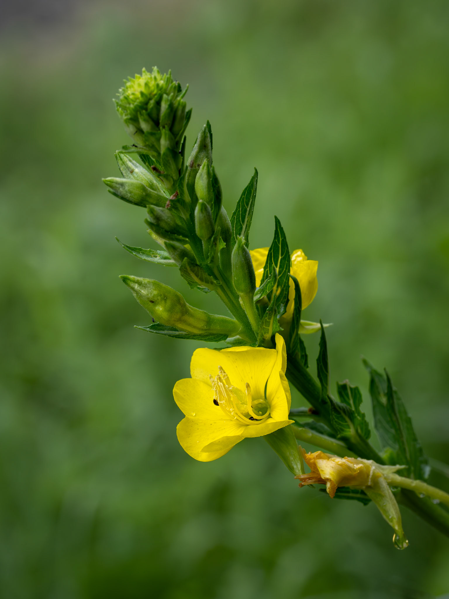 evening primrose