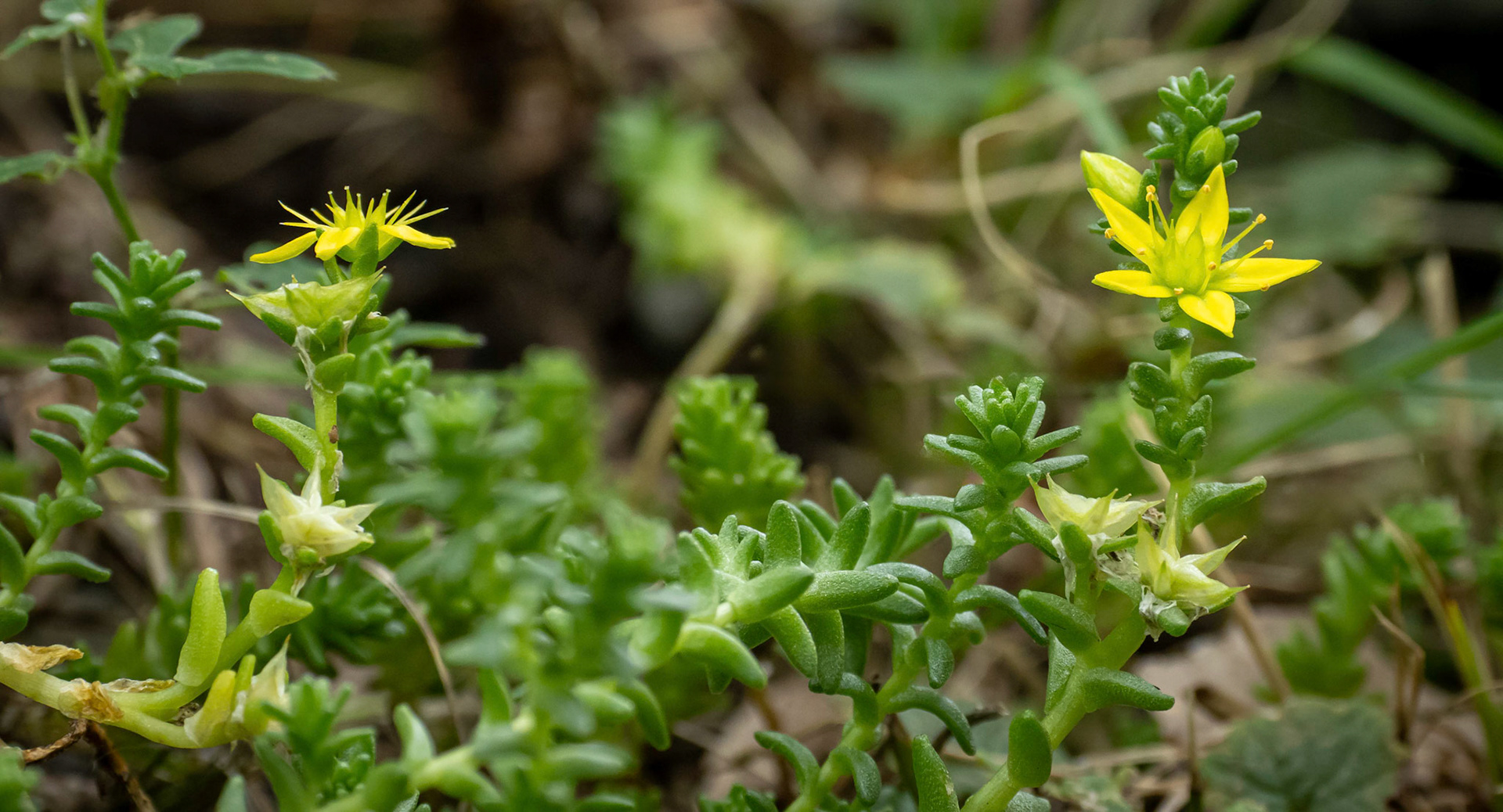 Stonecrop