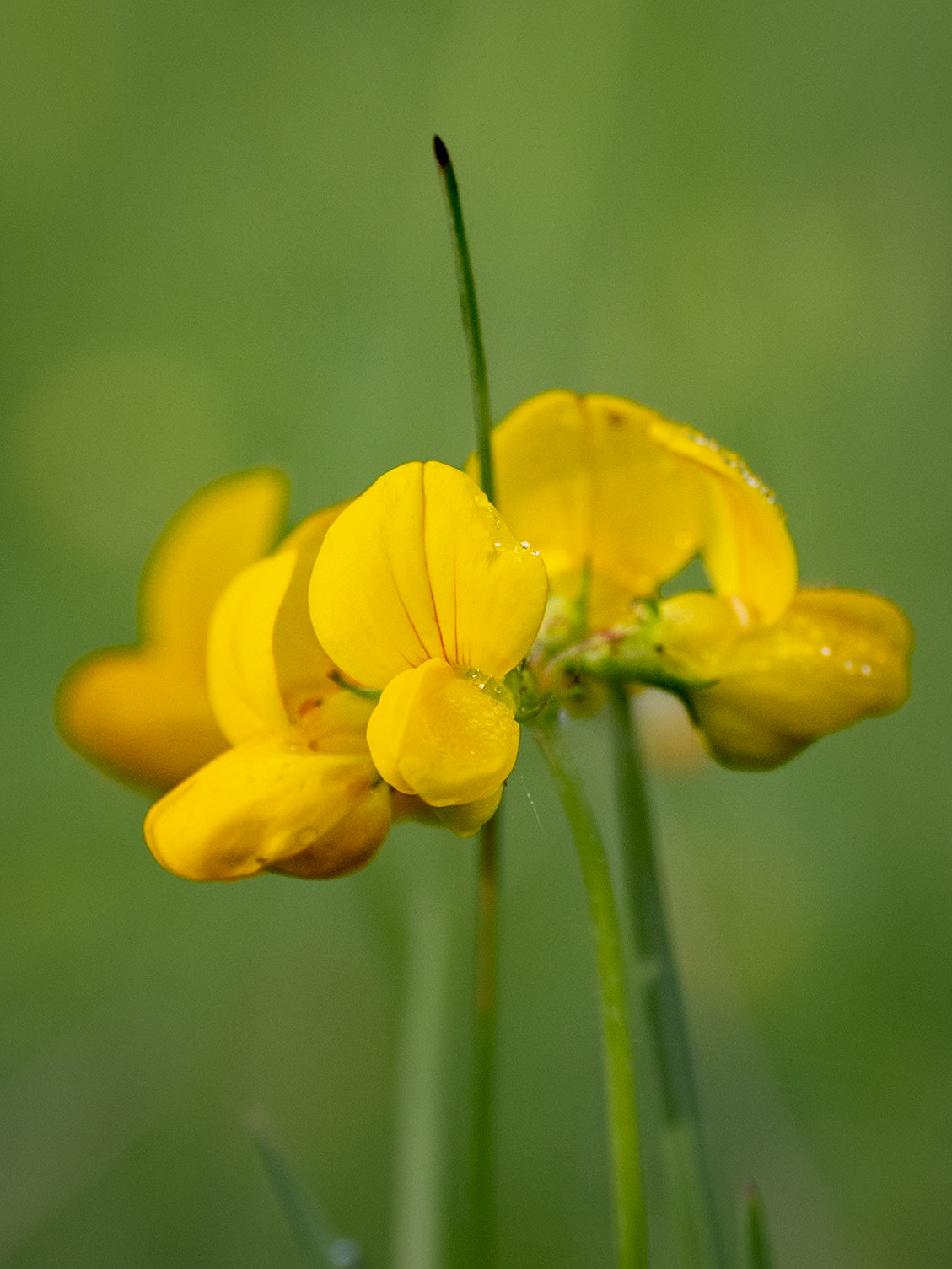 bird's foot trefoil