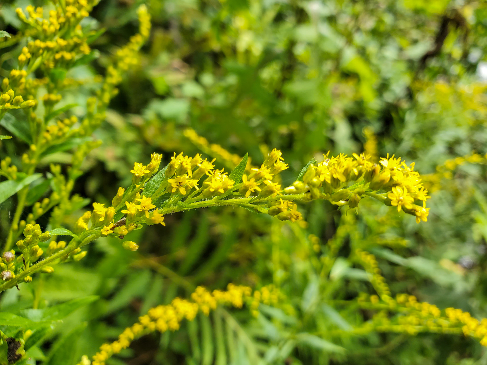 Golden rod