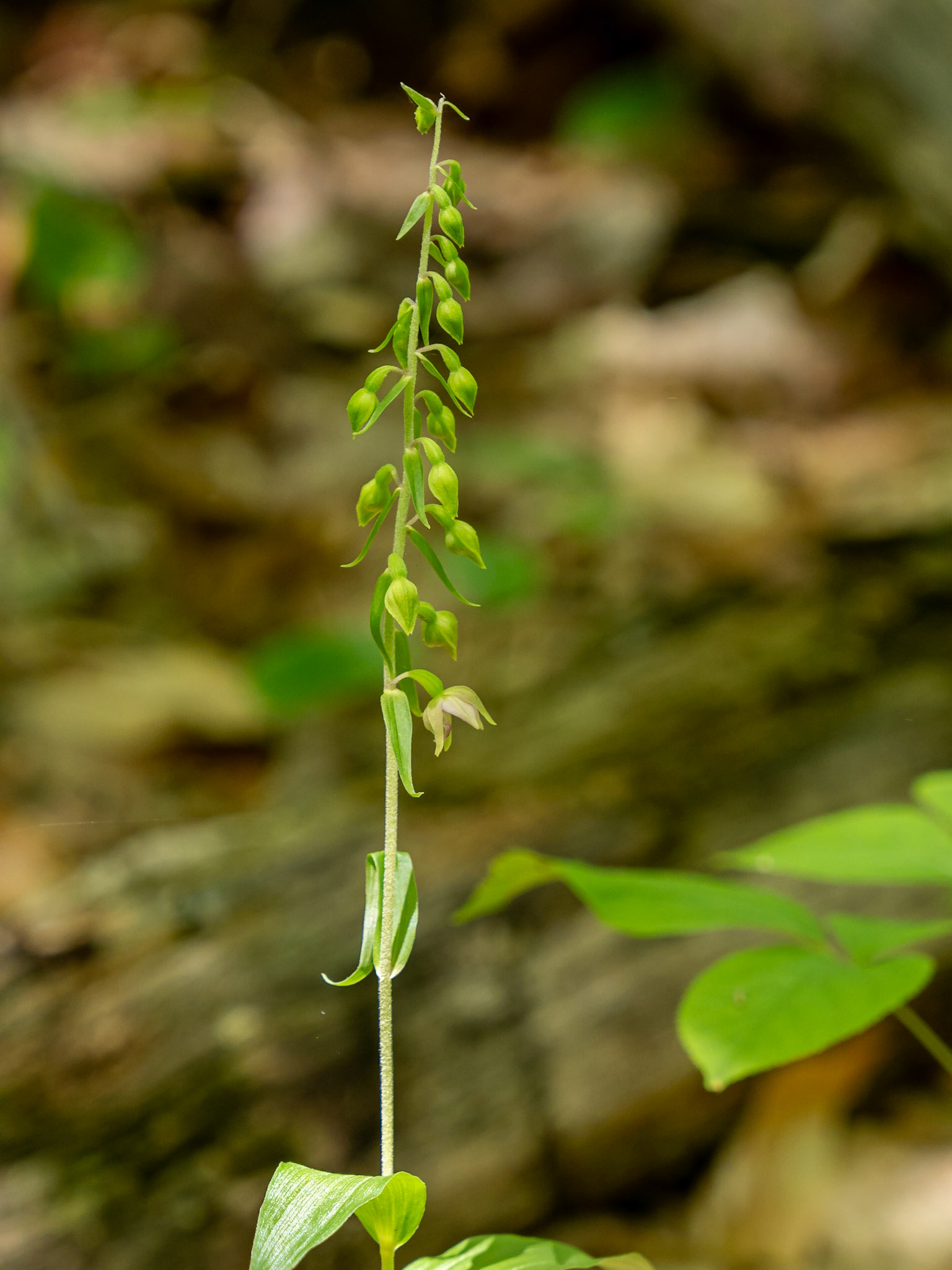 Helleborine