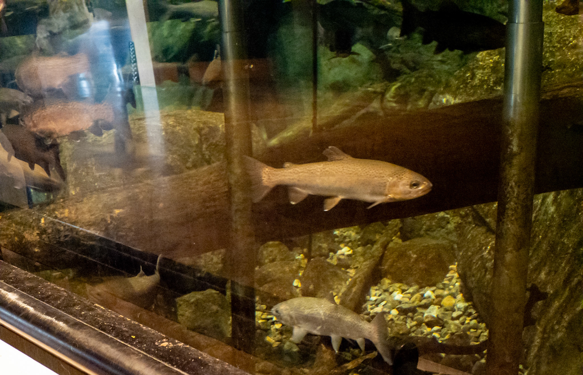 Brown trout