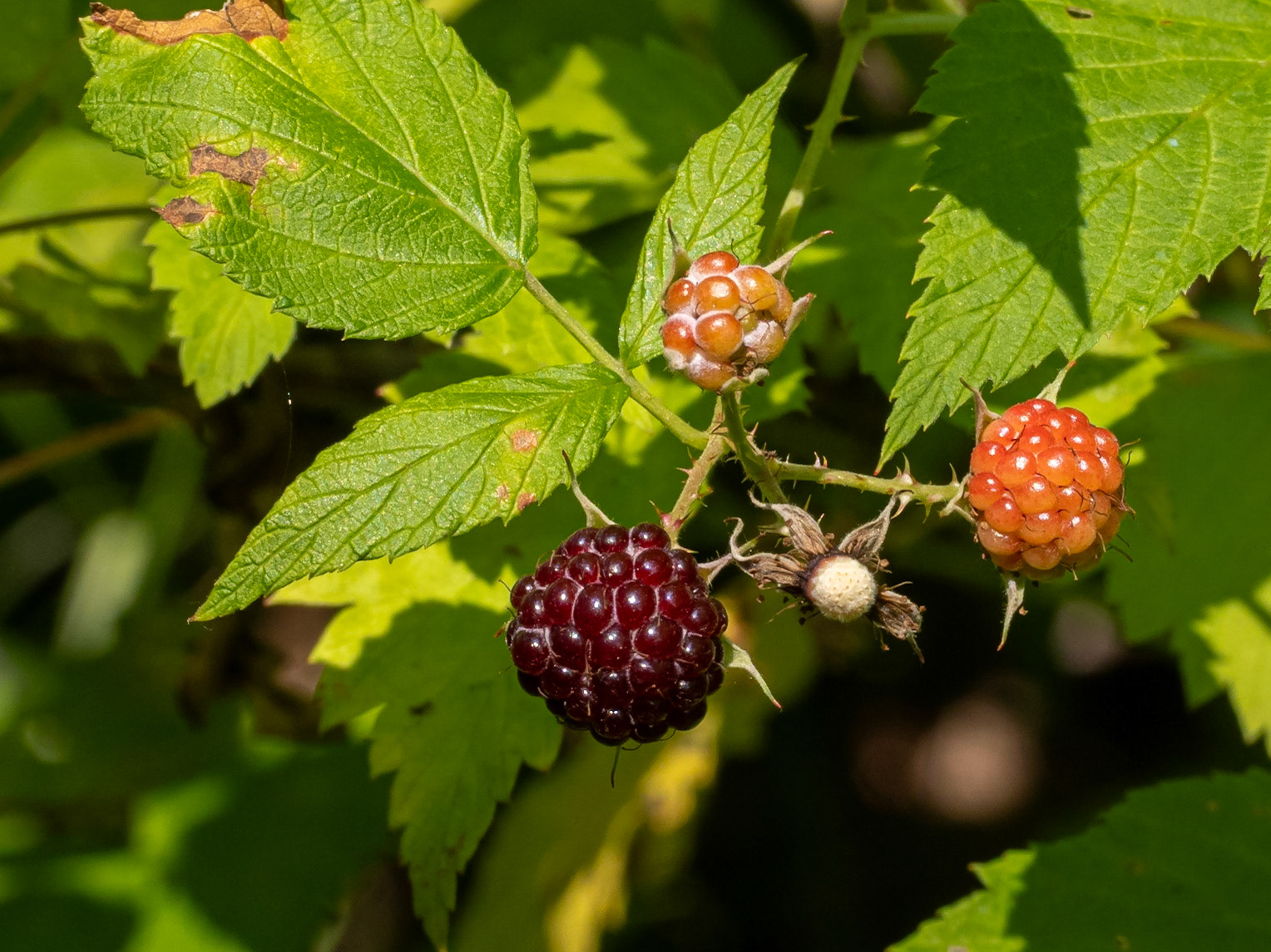 Blackberry