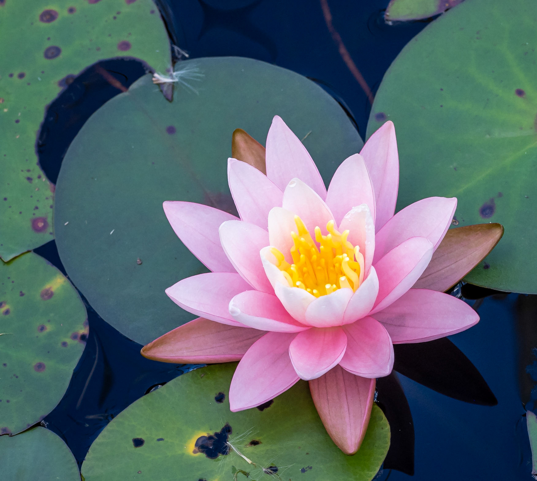 Pink waterlily