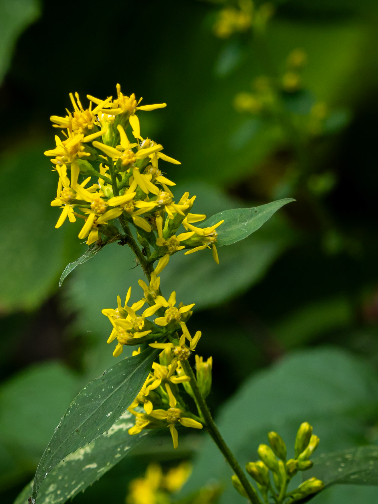 zig-zag goldenrod
