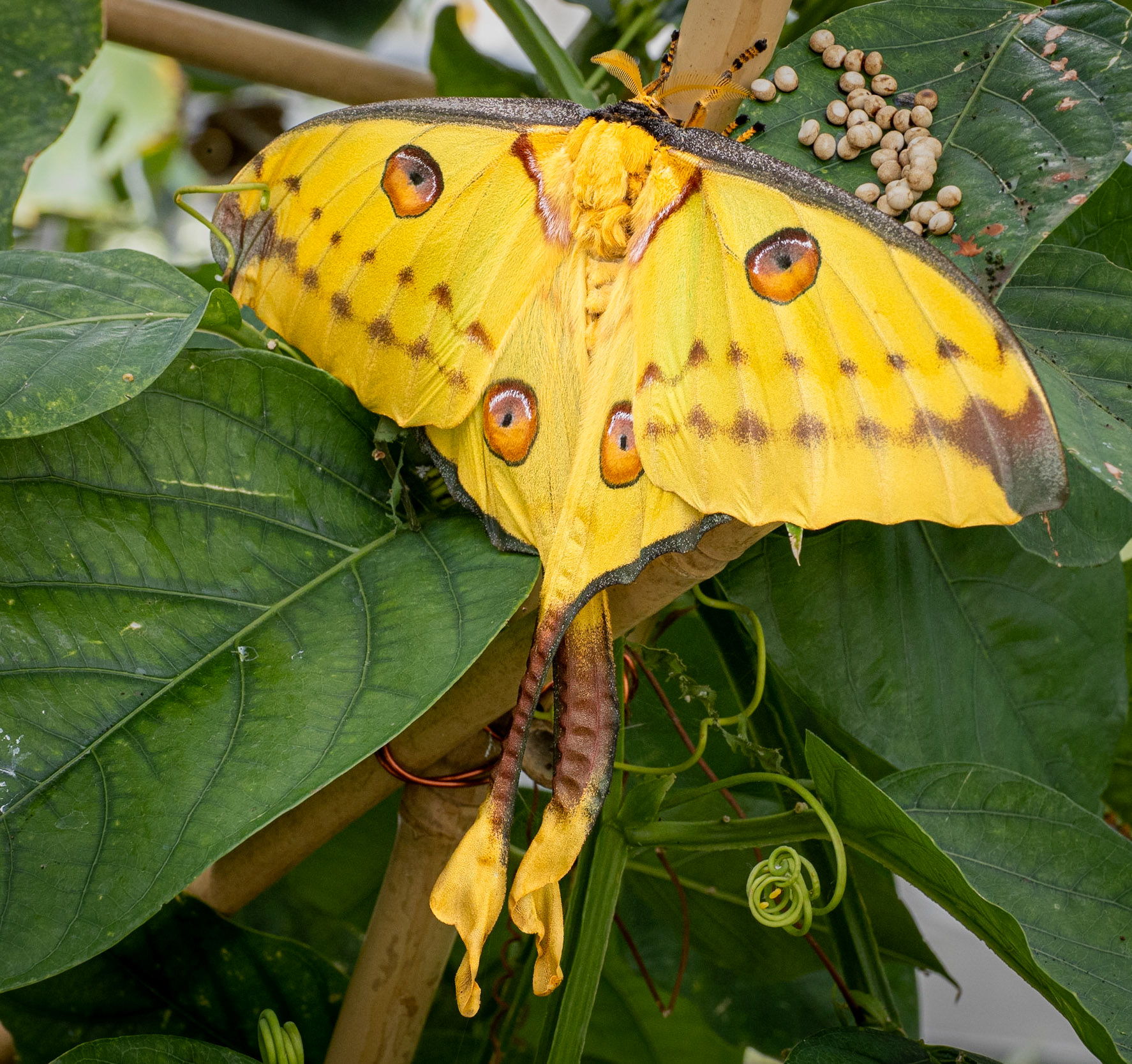 Madagascan Moon Moth