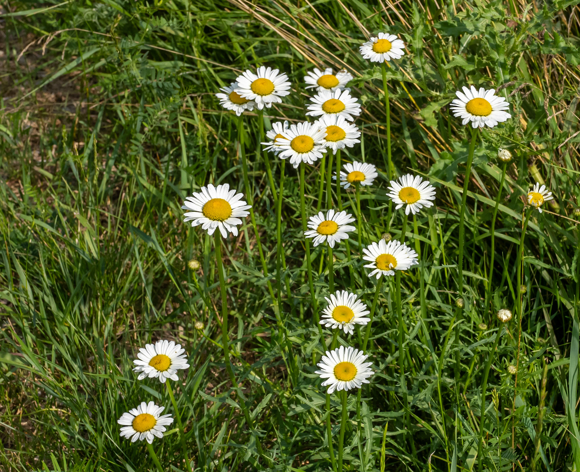 Daisy