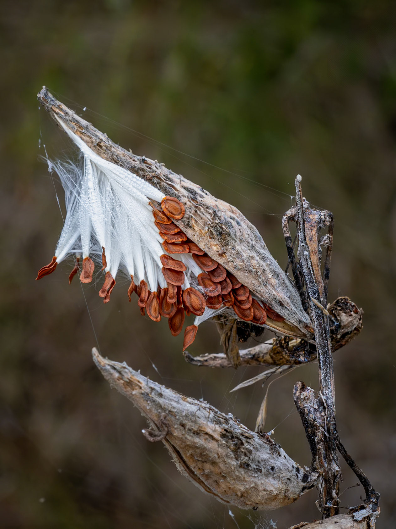 Milkweed